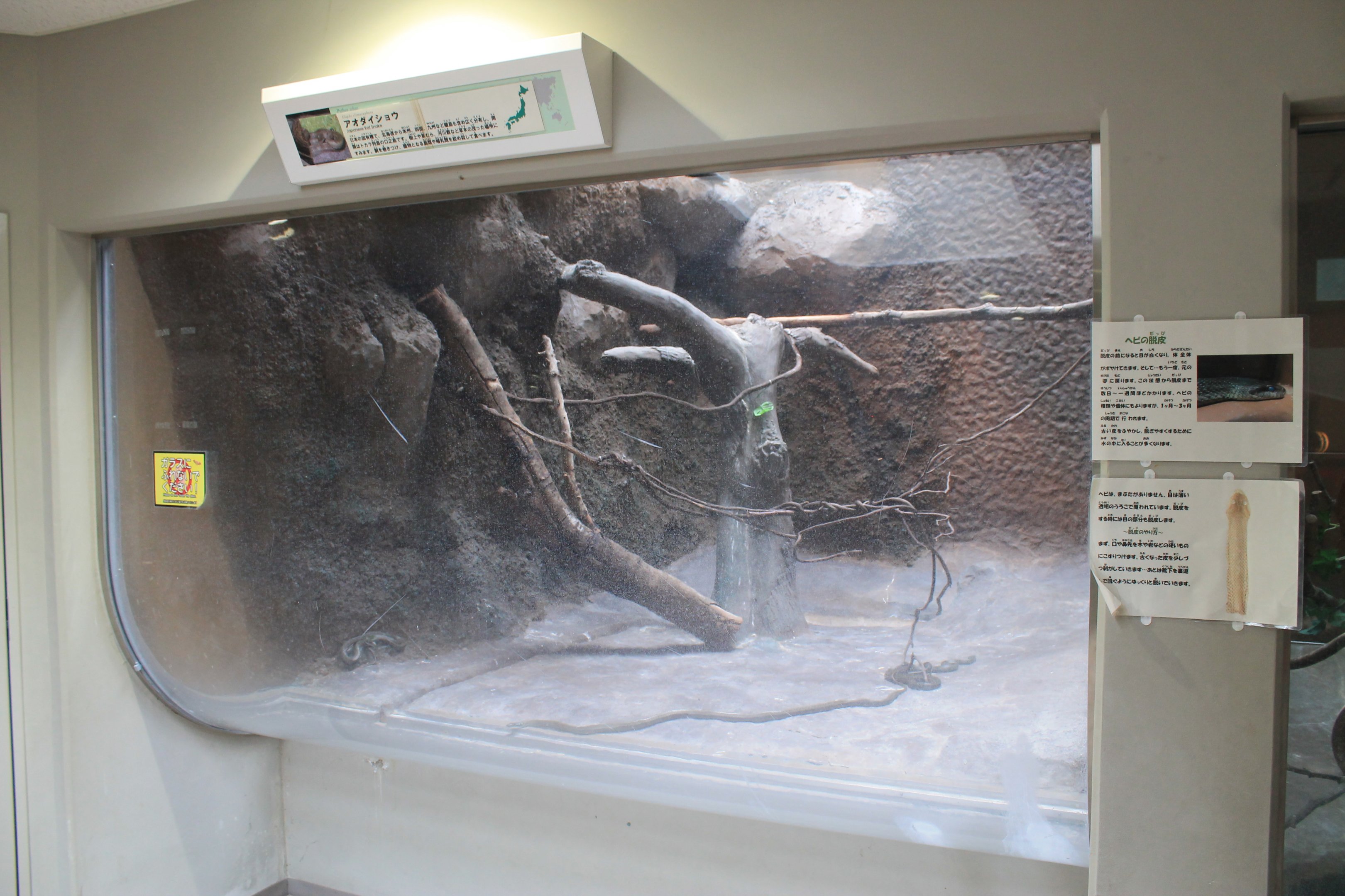 Japanese Rat Snakes - Hirakawa Zoo (Kagoshima)