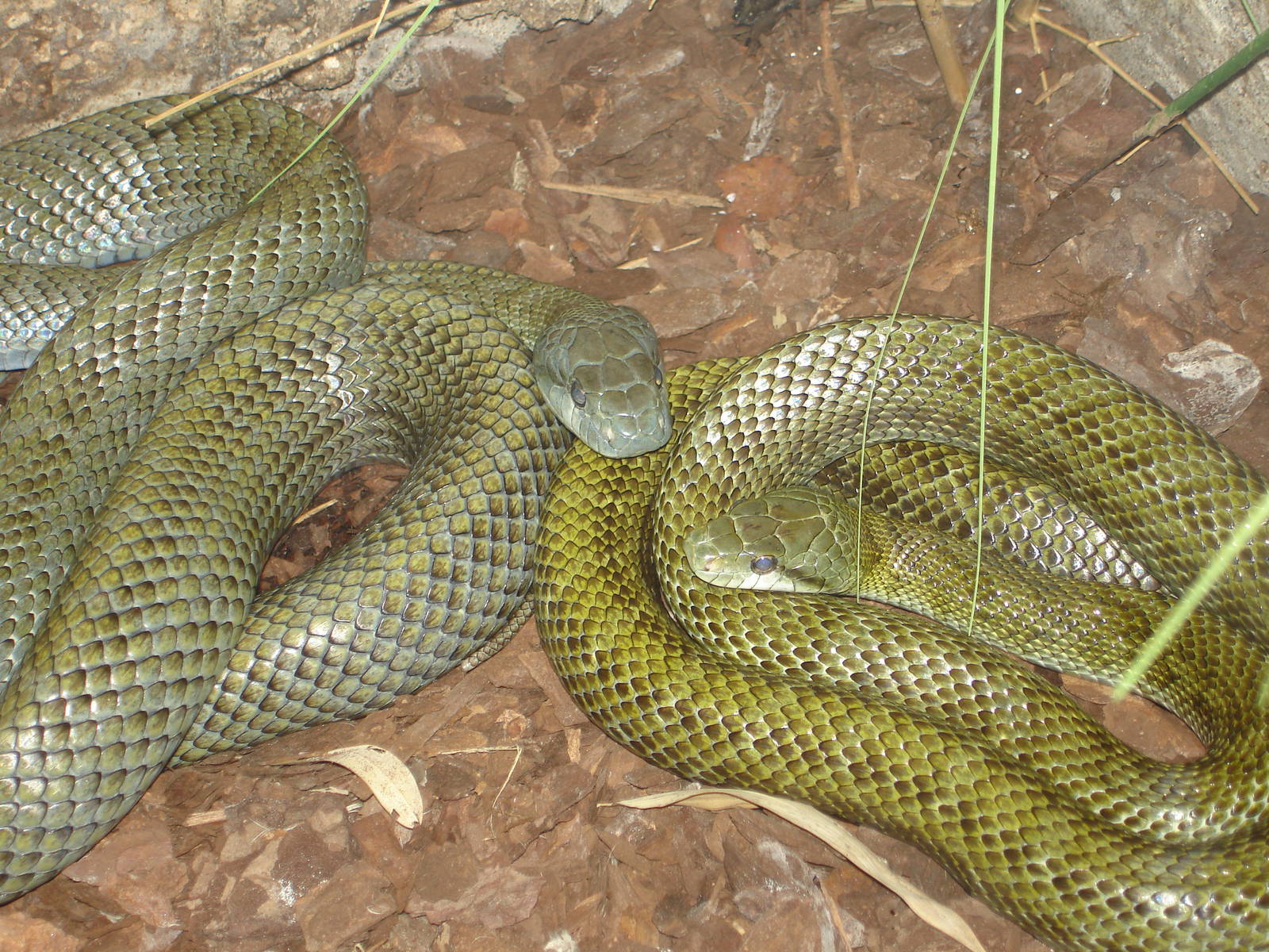 Japanese Rat Snakes