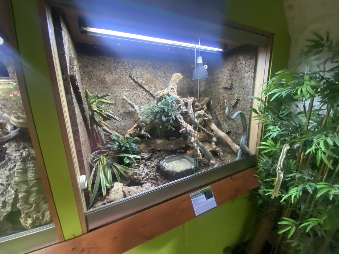 Japanese ratsnake exhibit - IOW Reptilarium 150923