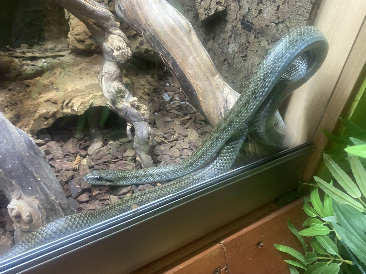 Japanese ratsnake - IOW Reptilarium 150923
