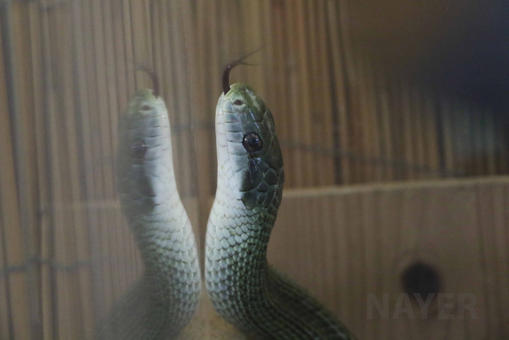 Japanese ratsnake, October 2017