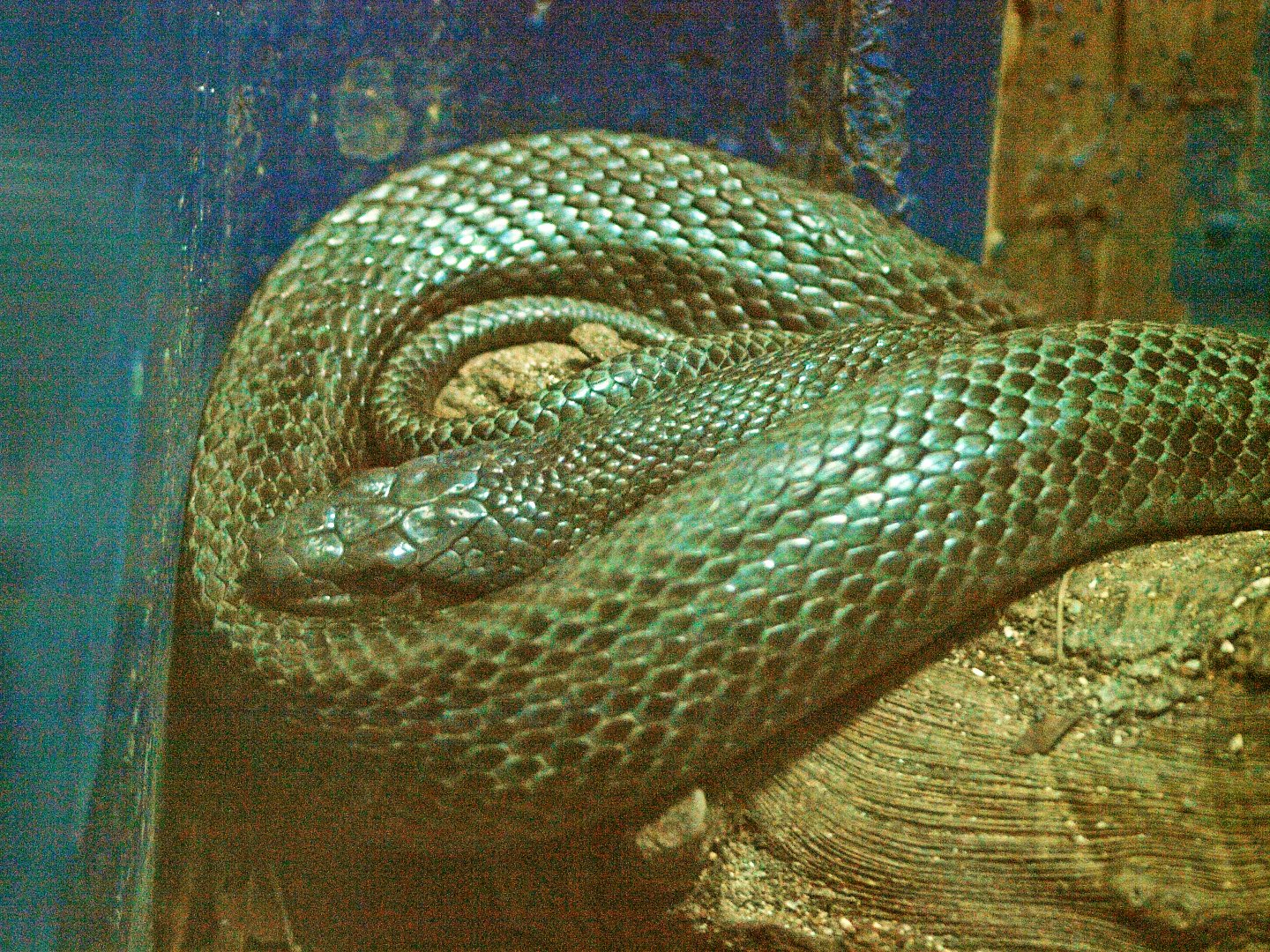 Japanese ratsnake