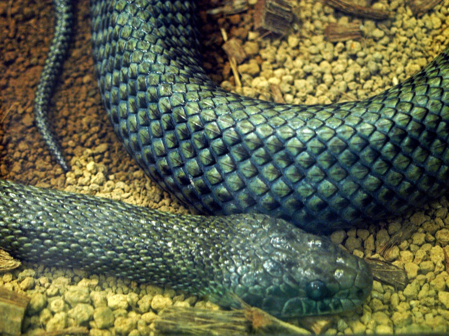 Japanese ratsnake