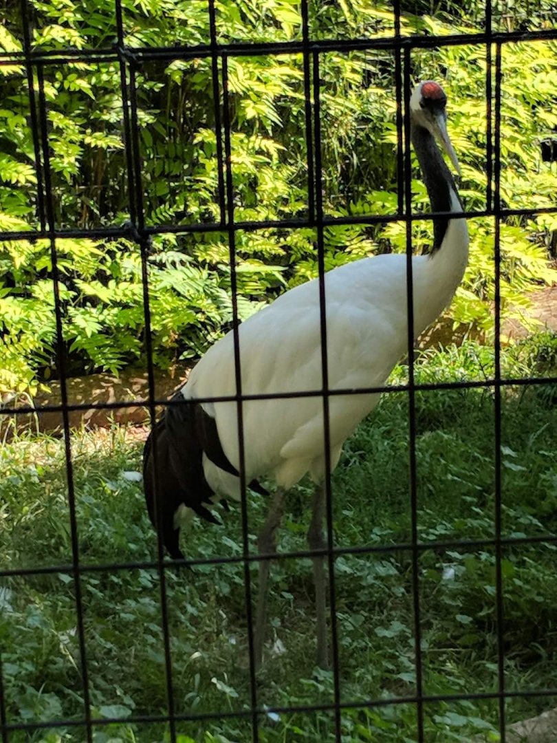 Japanese/Red-crowned crane (Grus japonensis)