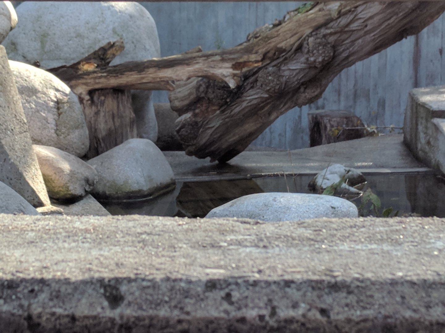 Japanese red faced maqaque Enclosure