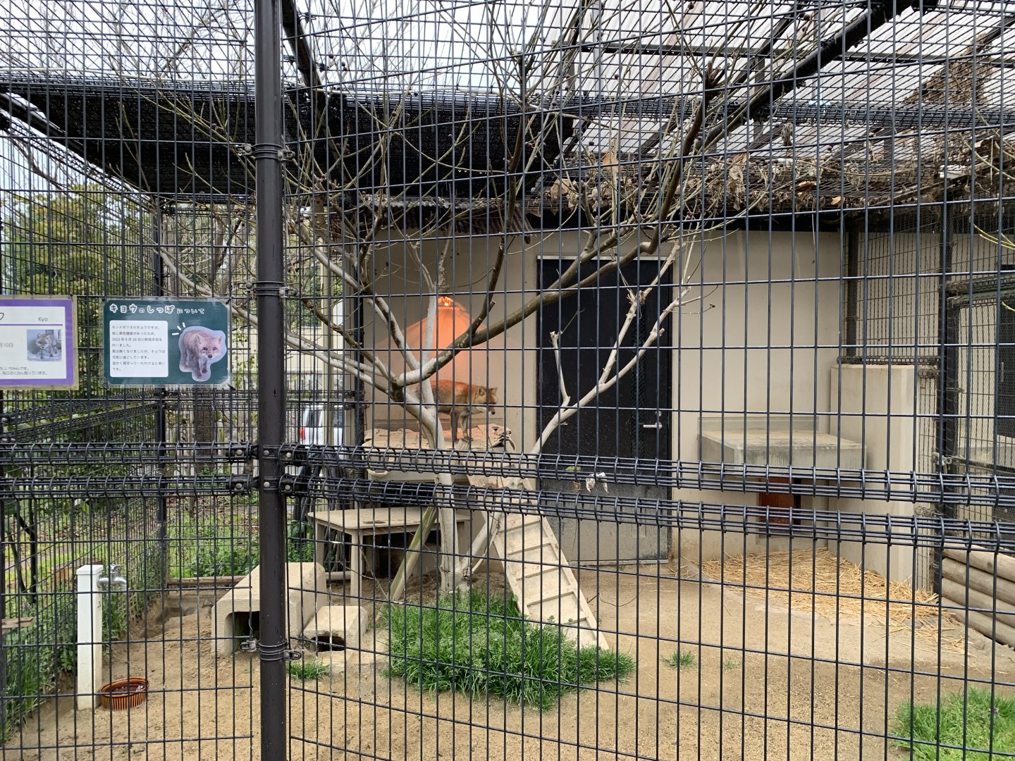 Japanese Red Fox Exhibit