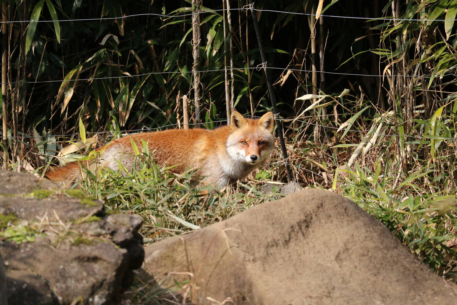Japanese red fox, February 2016