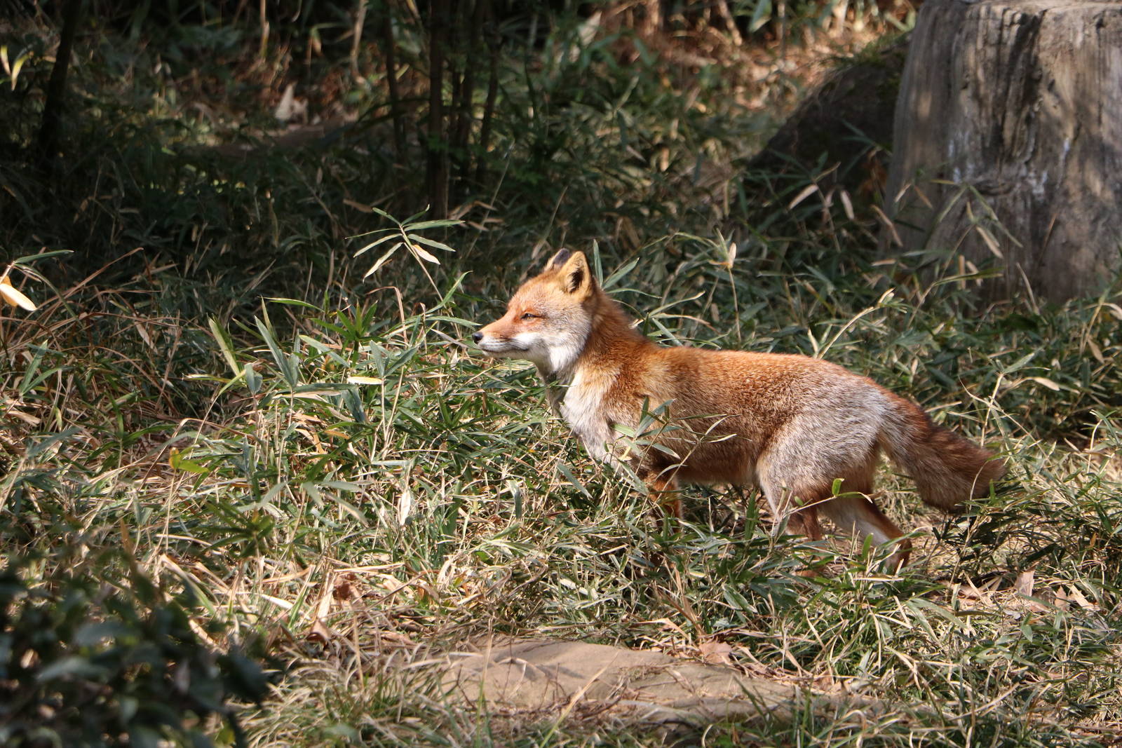 Japanese red fox, February 2016