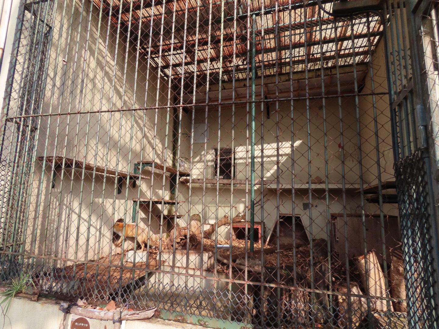 Japanese red fox habitat