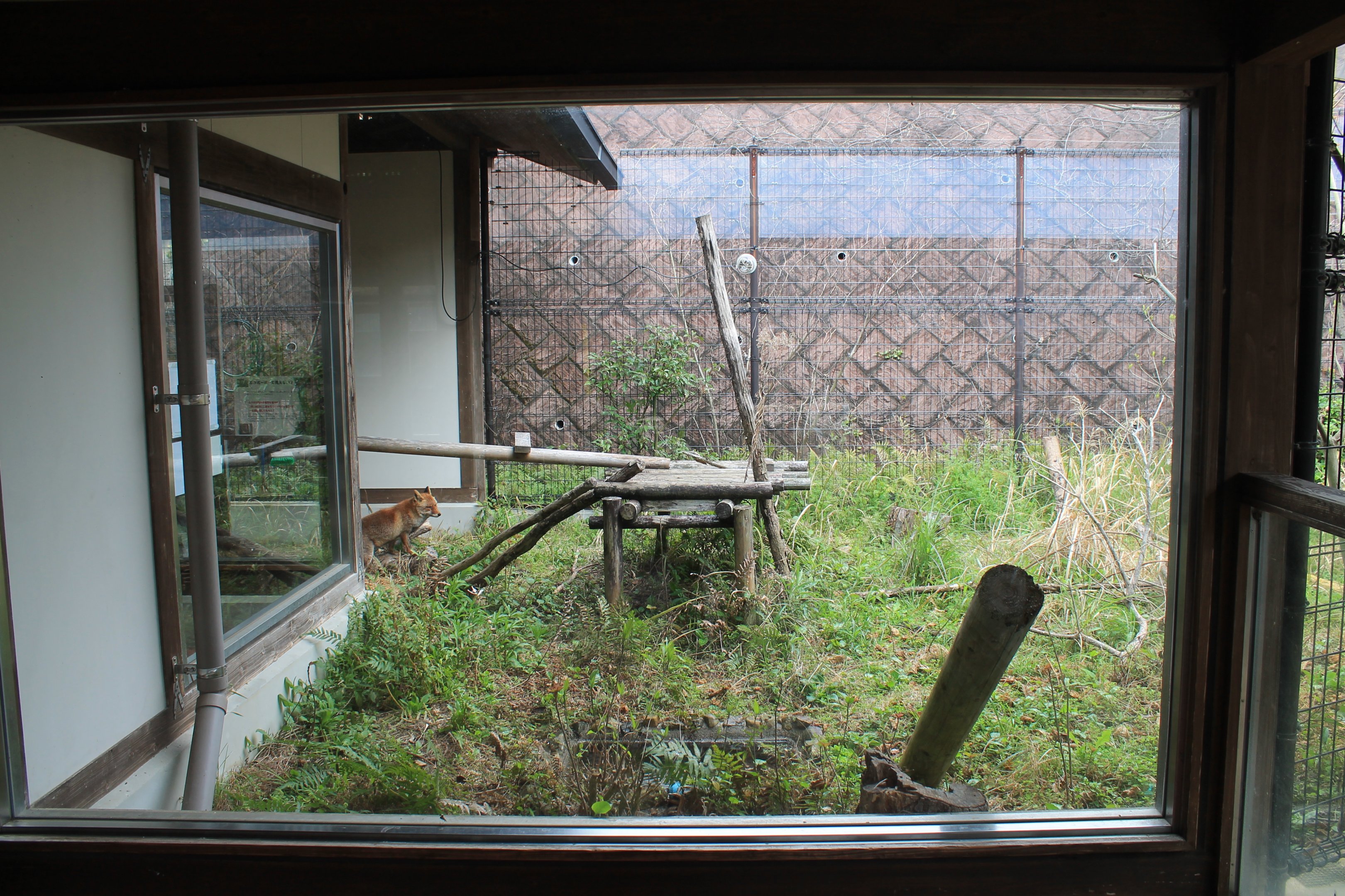 Japanese Red Fox - Hirakawa Zoo (Kagoshima)