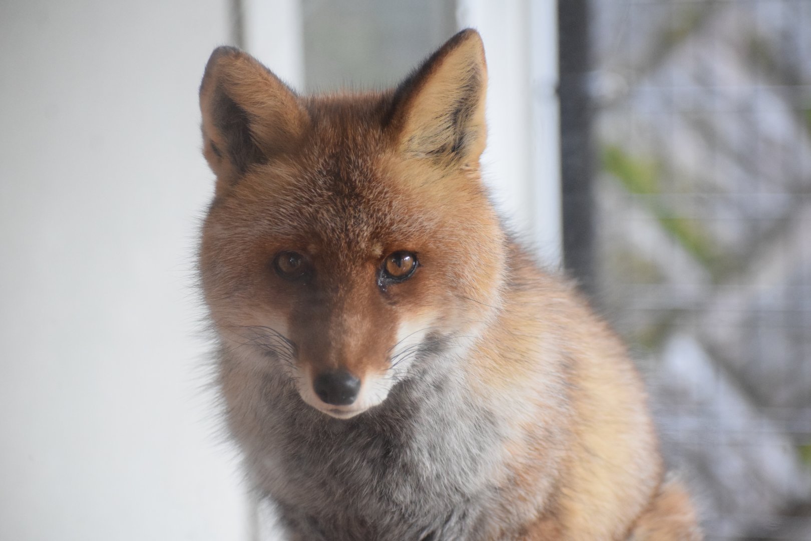 Japanese red fox - Hirakawa Zoo