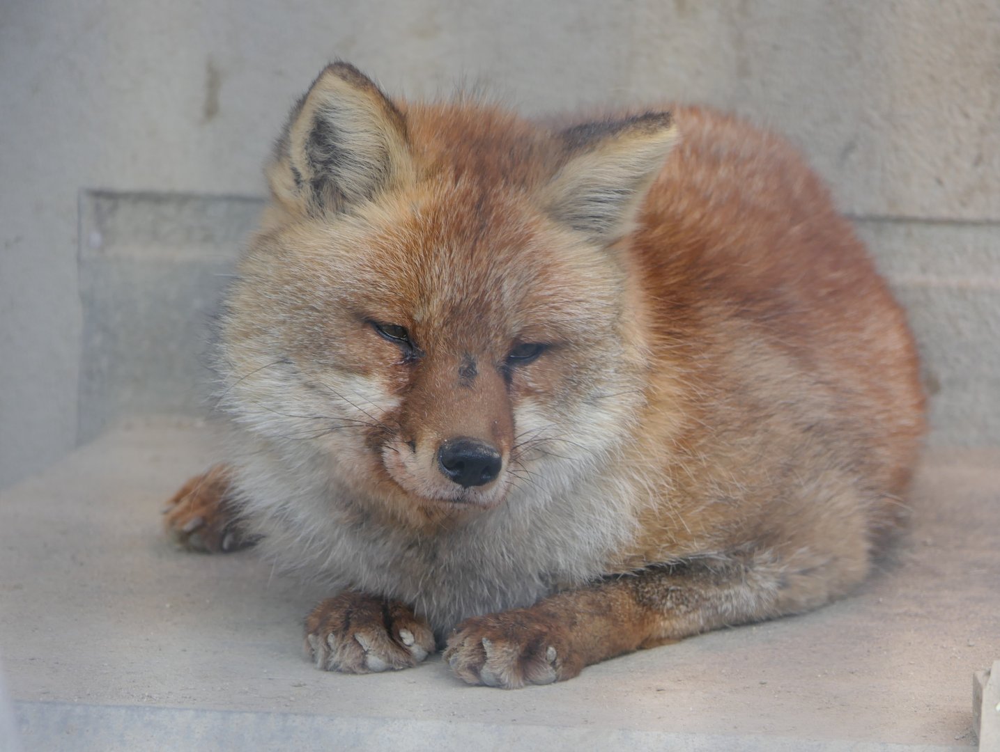 Japanese Red Fox (Vulpes japonica)