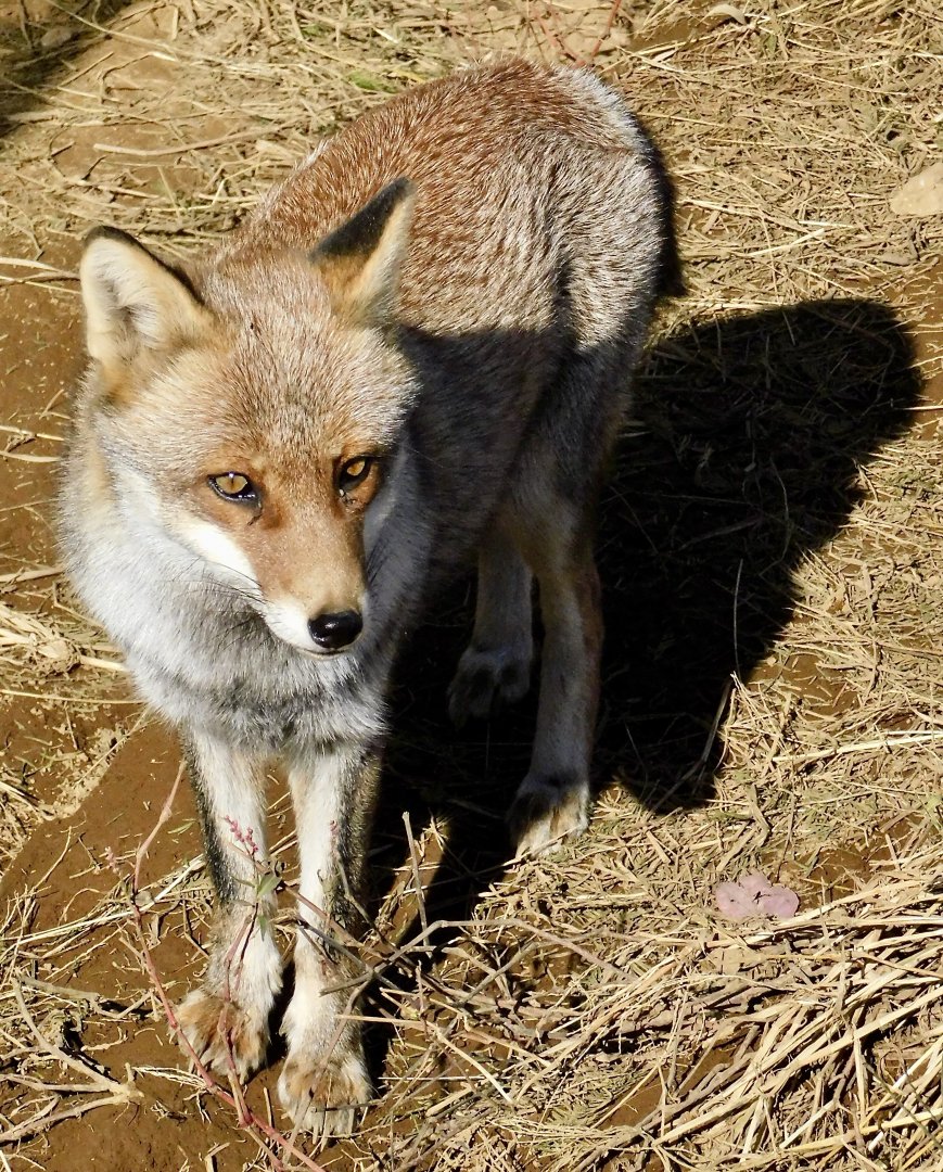 Japanese Red Fox (Vulpes vulpes japonica) - Tobu Zoo November 15, 2025