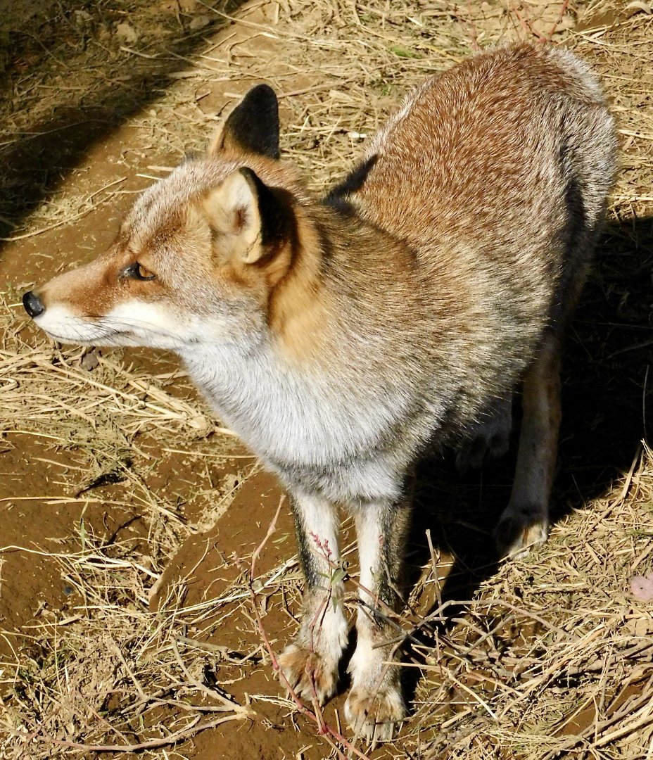 Japanese Red Fox (Vulpes vulpes japonica) - Tobu Zoo November 15, 2025