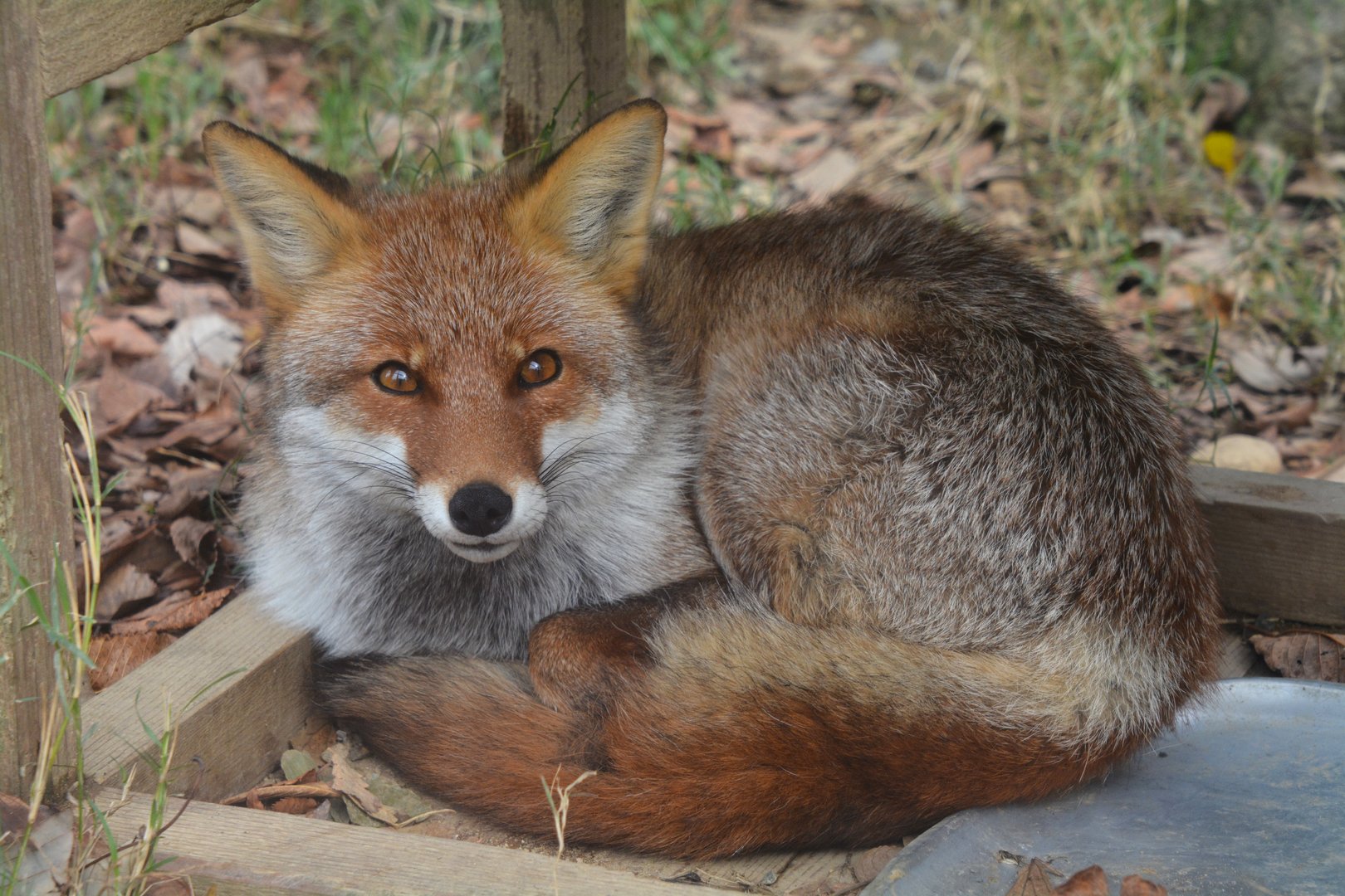 Japanese red fox (Vulpes vulpes japonica)