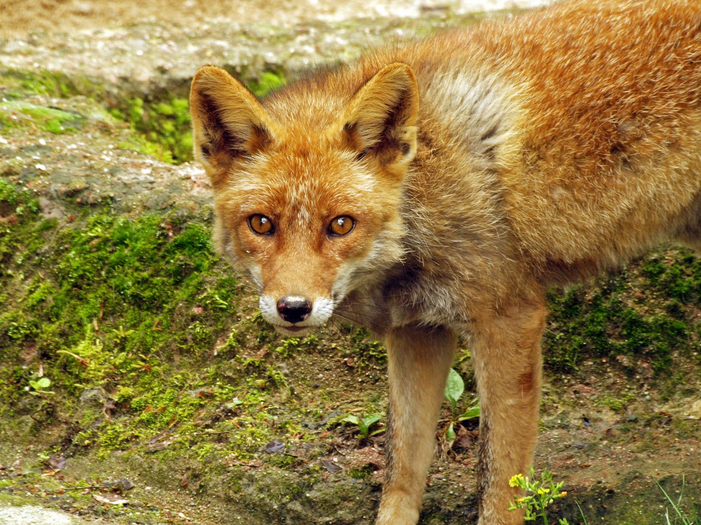 Japanese red fox