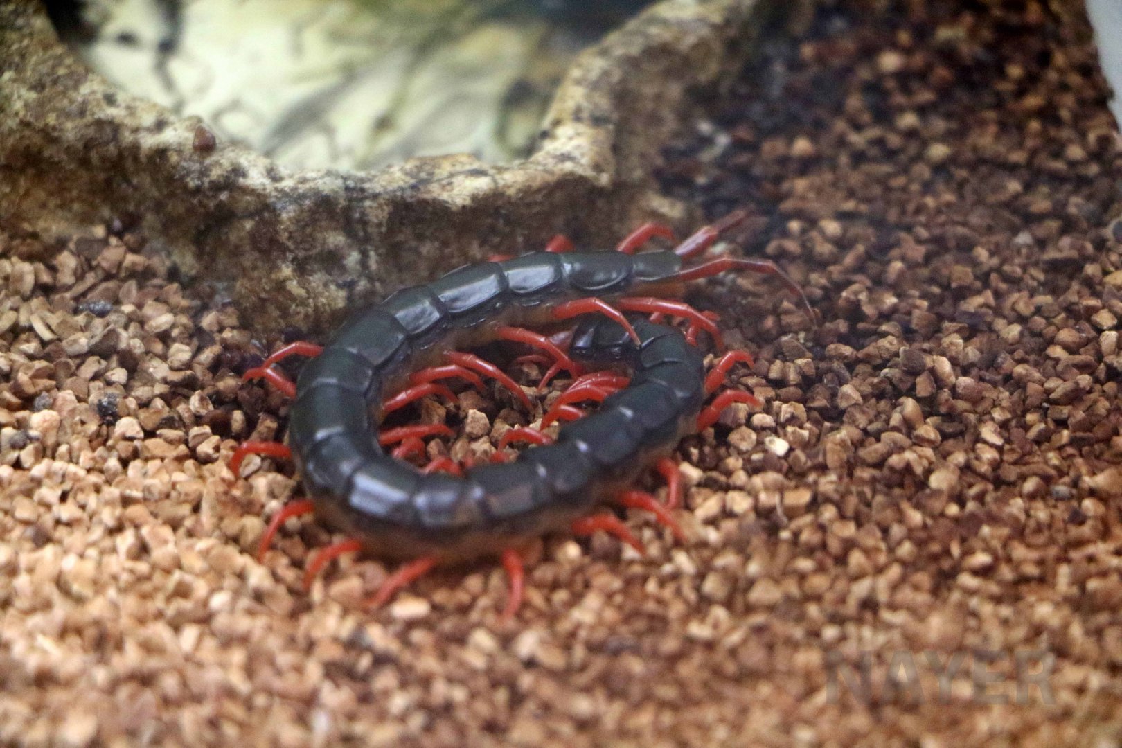 Japanese red-legged giant centipede, October 2017