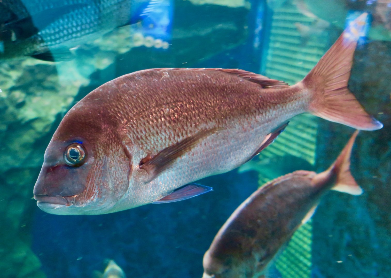 Japanese Red Sea Bream (Pagrus major) - Himeji City Aquarium