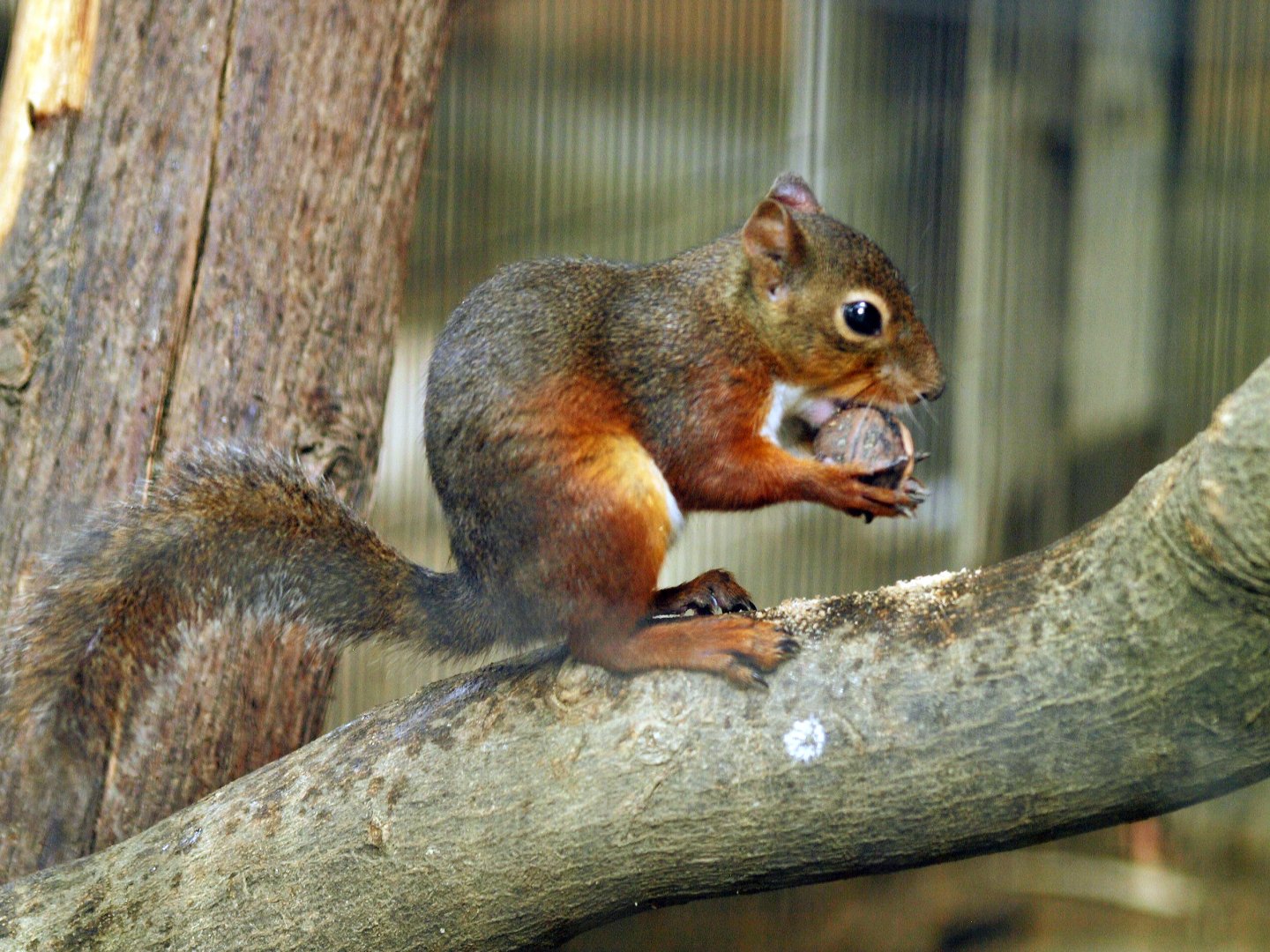 Japanese red squirrel