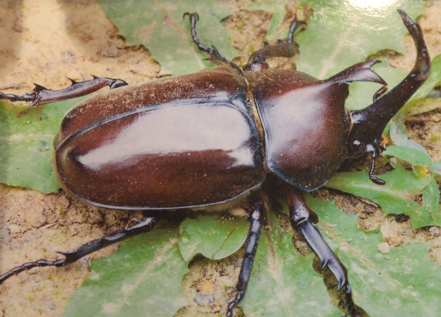 Japanese rhino beetle