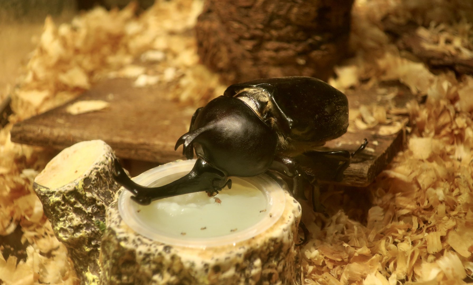 Japanese Rhinoceros Beetle (Allomyrina dichotoma septentrionalis)