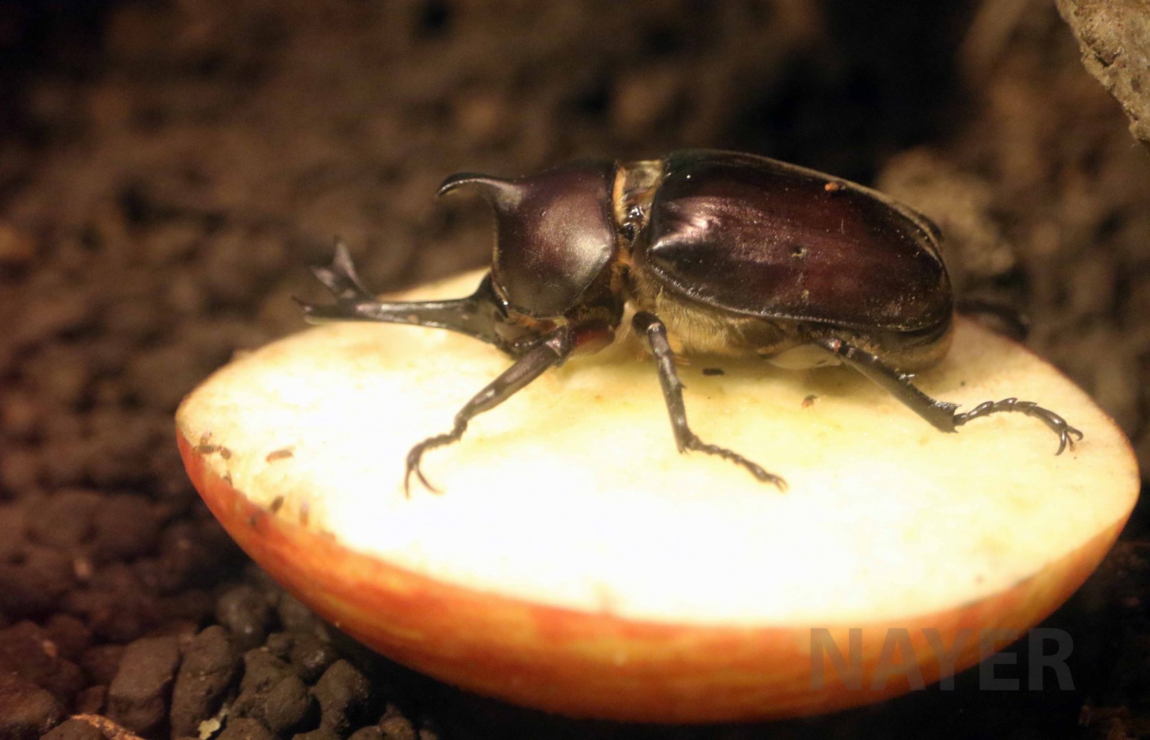 Japanese rhinoceros beetle, October 2017
