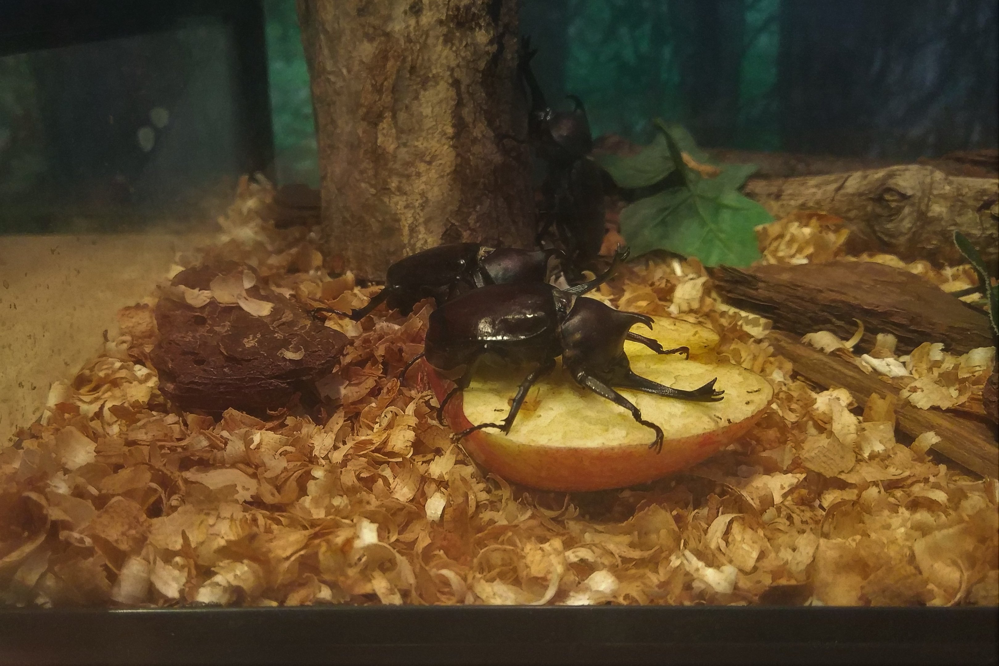 Japanese Rhinoceros Beetle
