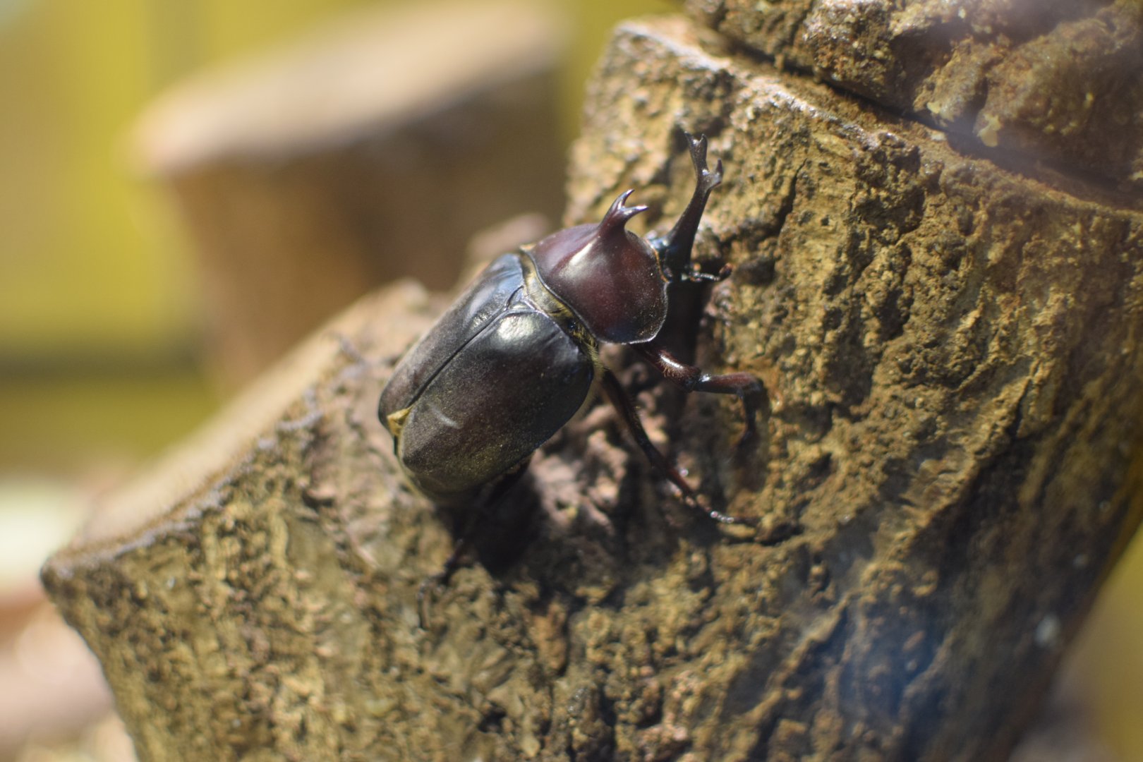 Japanese rhinoceros beetle