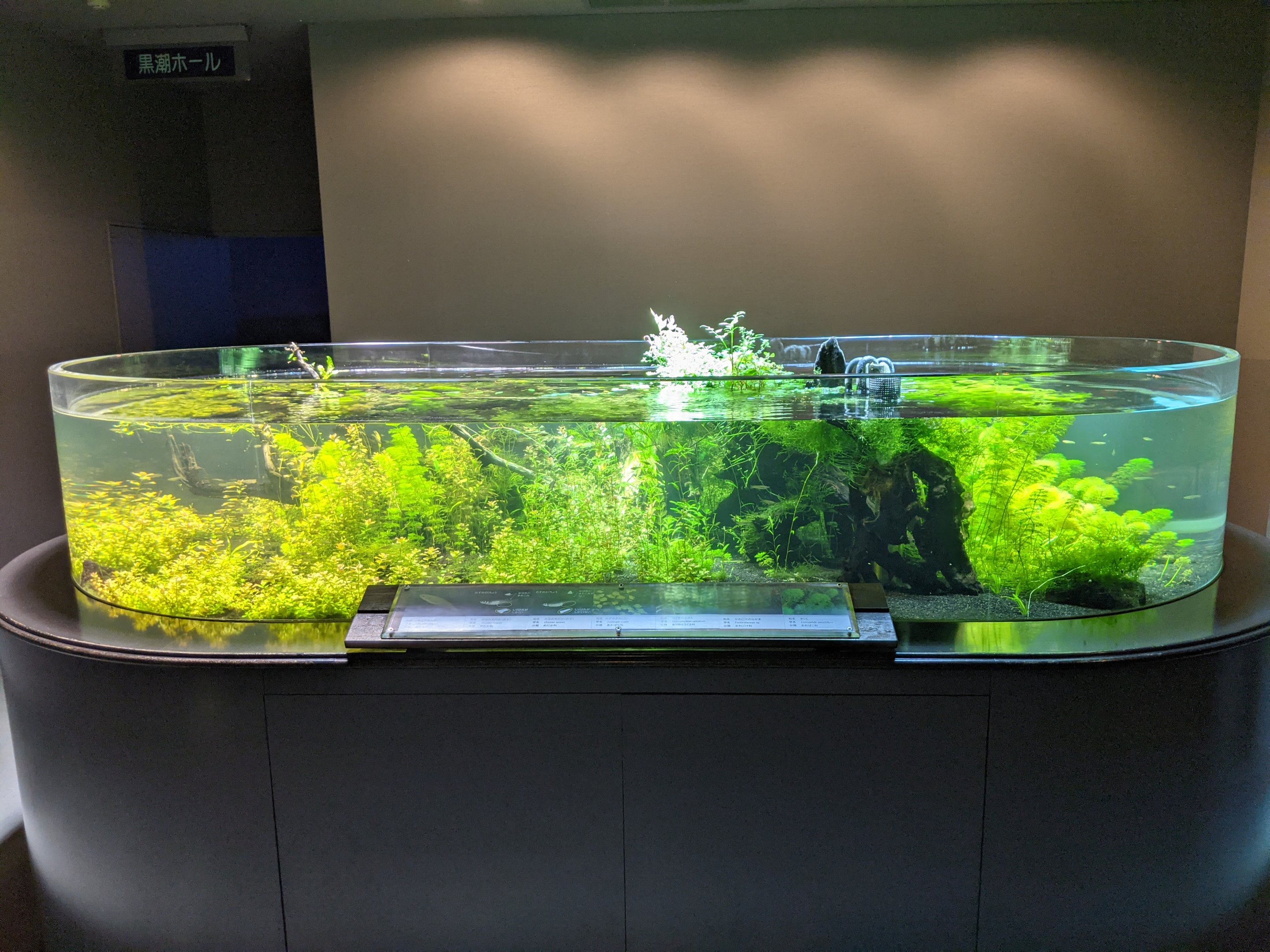 Japanese Ricefish tank