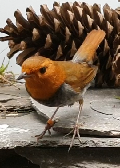 Japanese robin