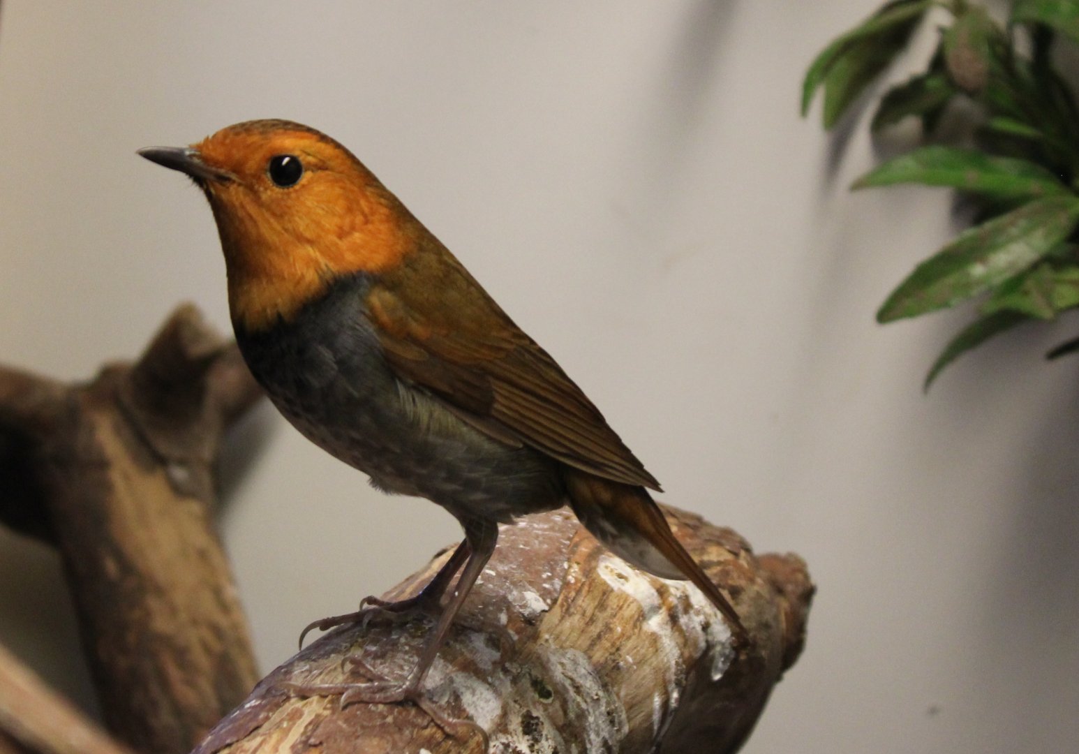 Japanese robin