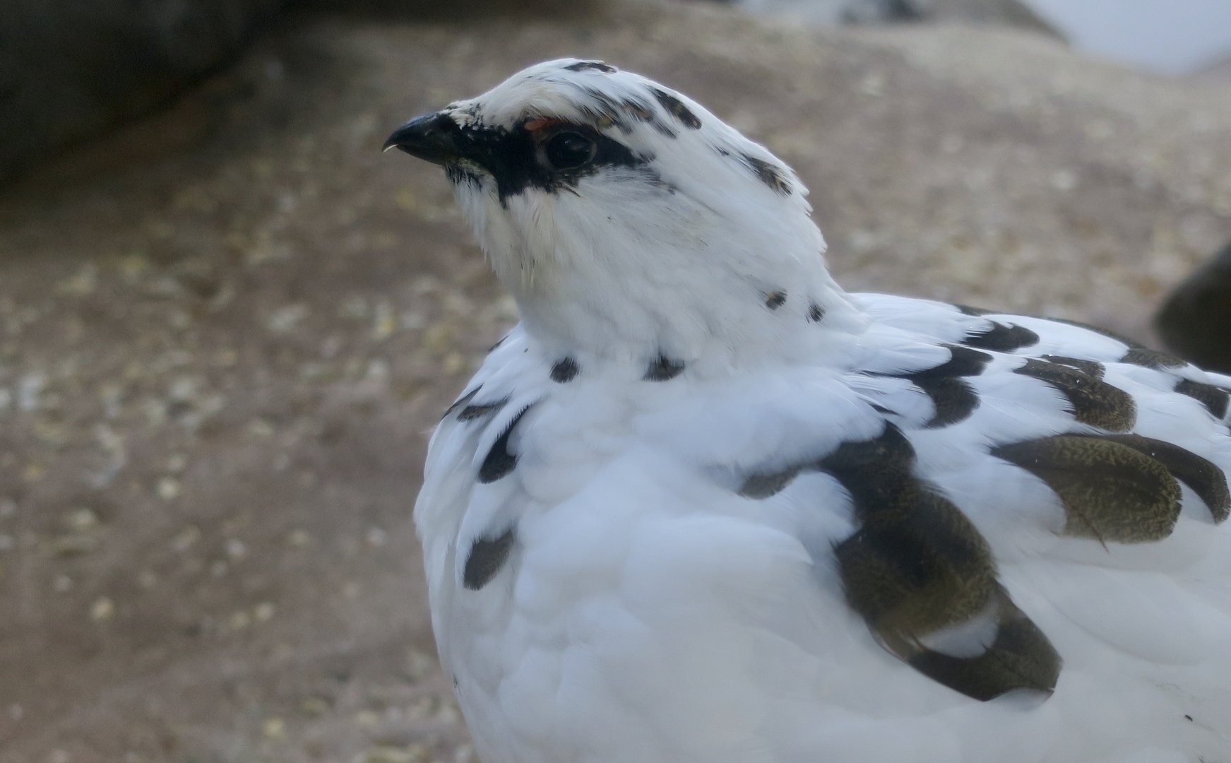 Japanese Rock Ptarmigan (Lagopus muta japonica) male