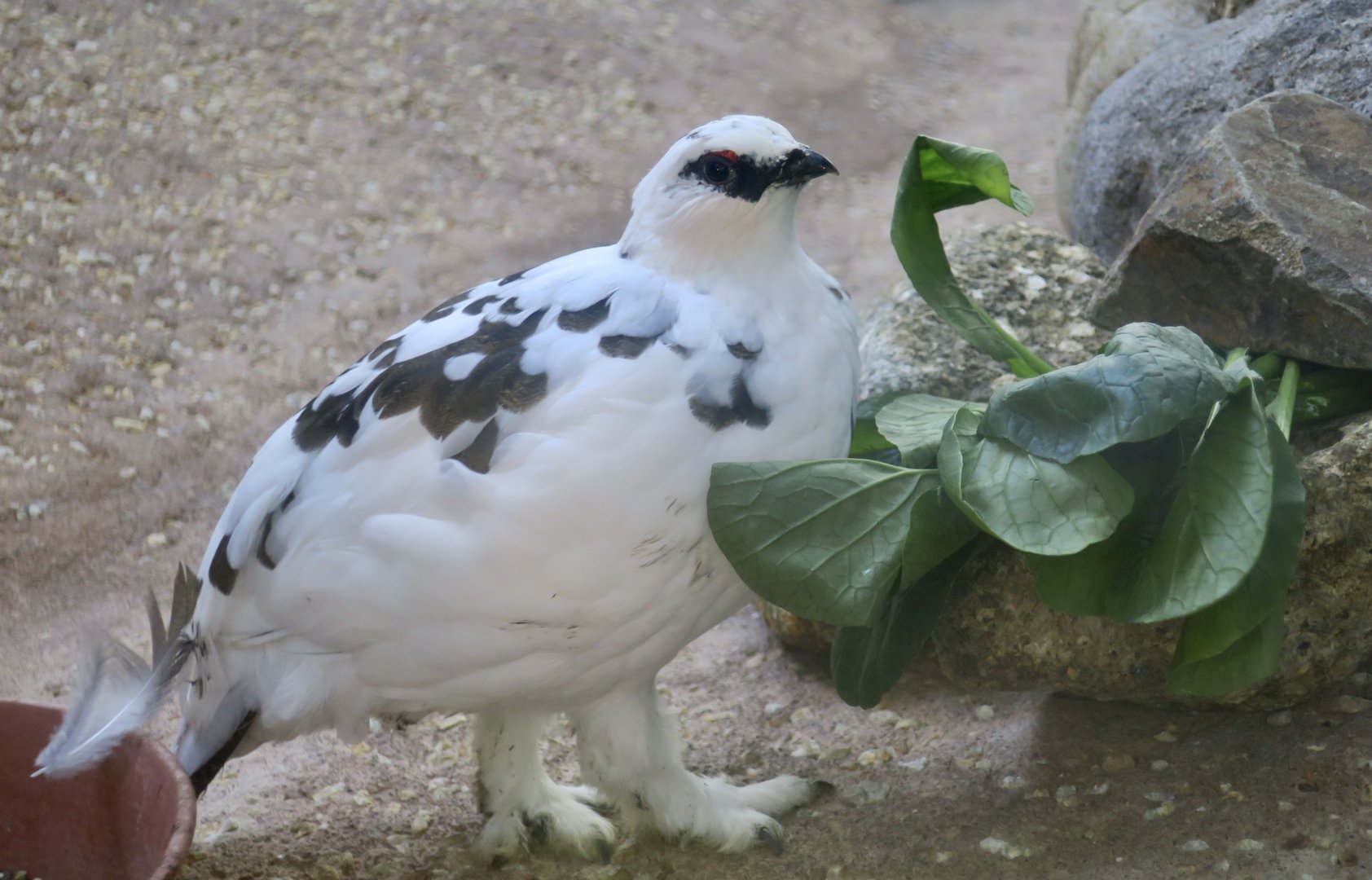 Japanese Rock Ptarmigan (Lagopus muta japonica) male