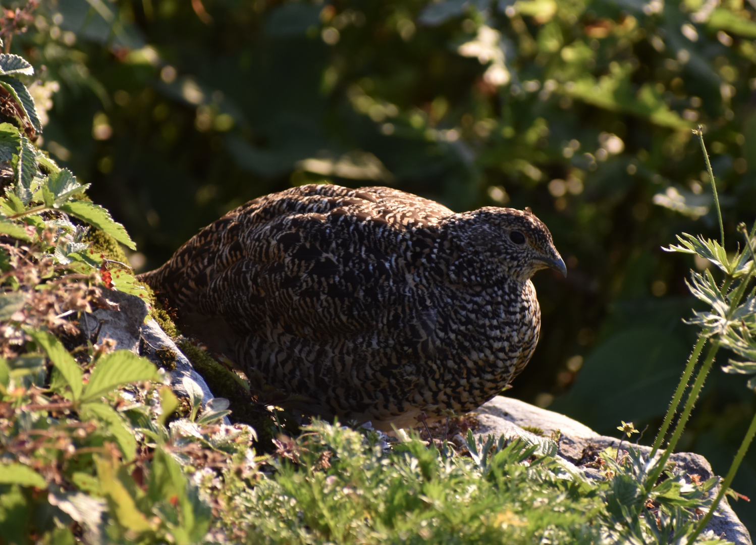 Japanese Rock Ptarmigan ~ Mt. Karamatsu, Hakuba