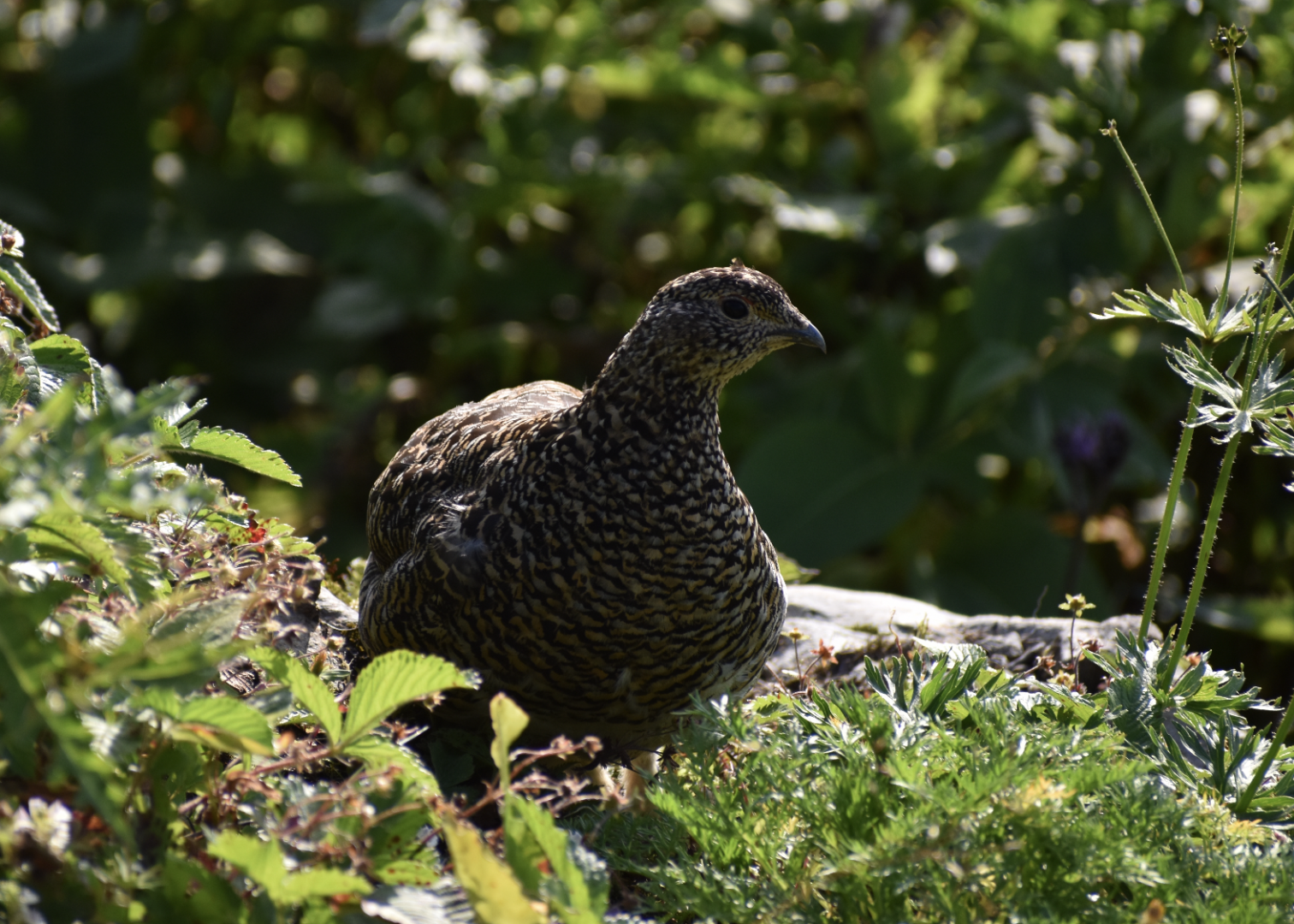 Japanese Rock Ptarmigan ~ Mt. Karamatsu, Hakuba