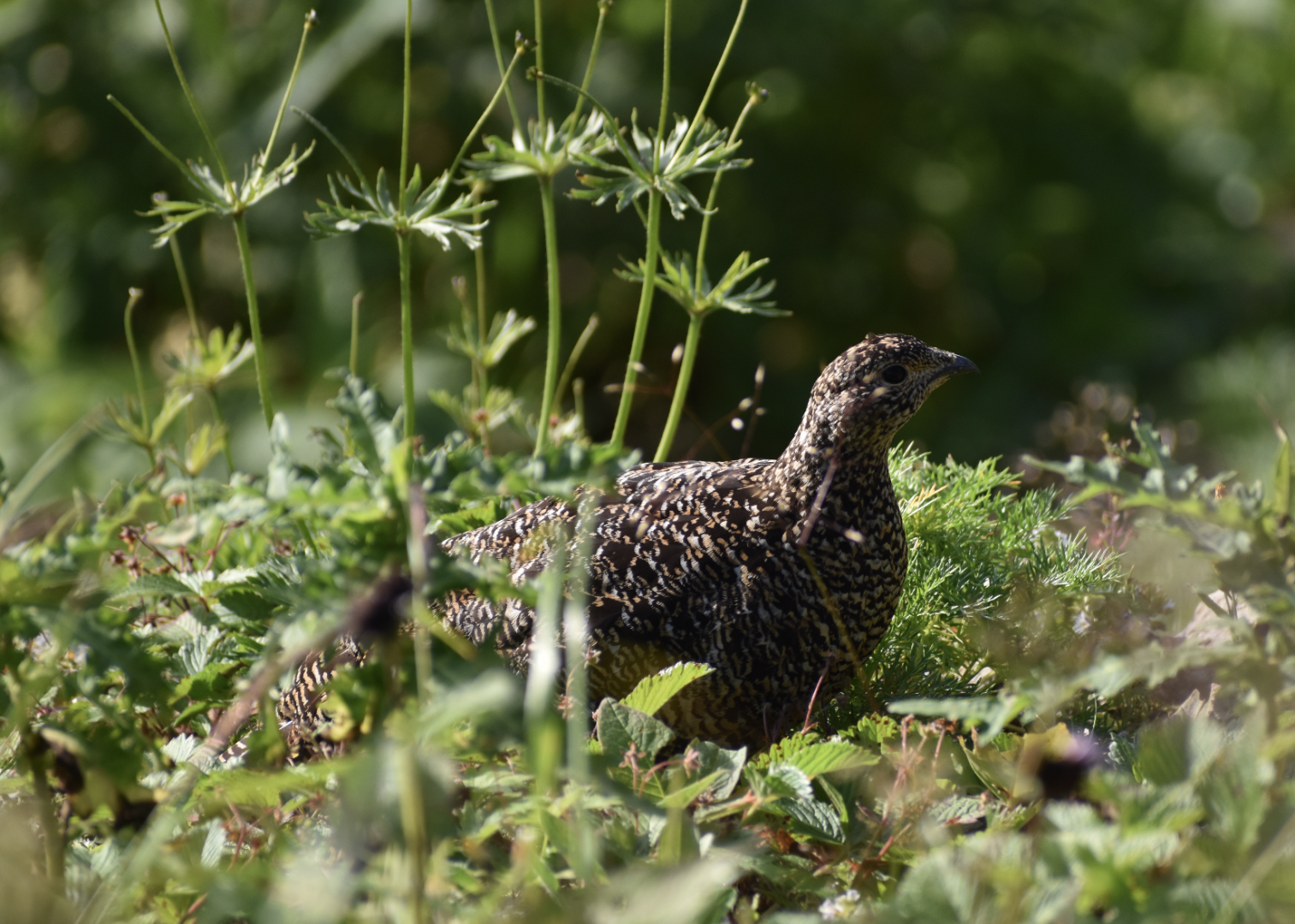 Japanese Rock Ptarmigan ~ Mt. Karamatsu, Hakuba
