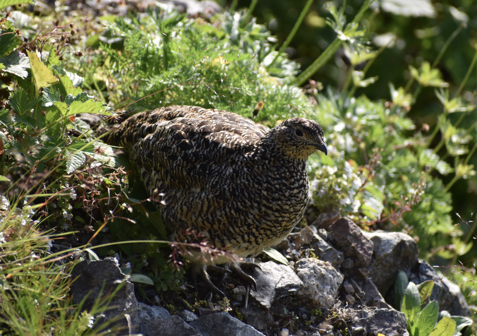 Japanese Rock Ptarmigan ~ Mt. Karamatsu, Hakuba
