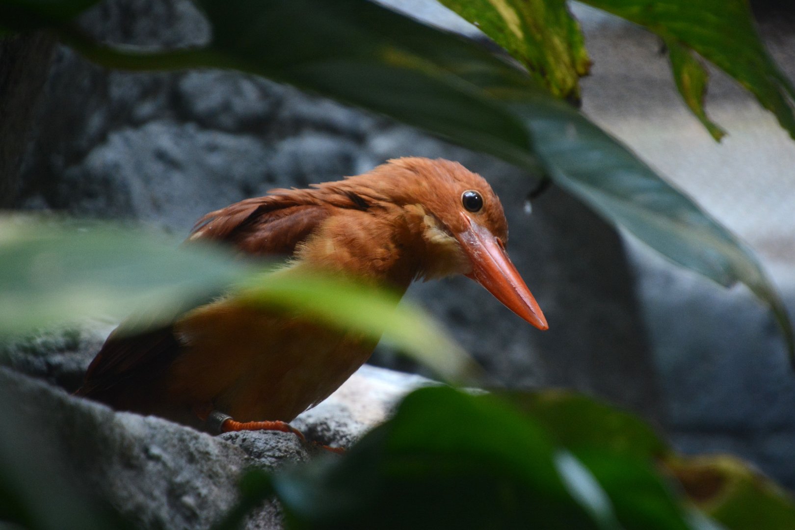 Japanese ruddy kingfisher (Halcyon coromanda major)