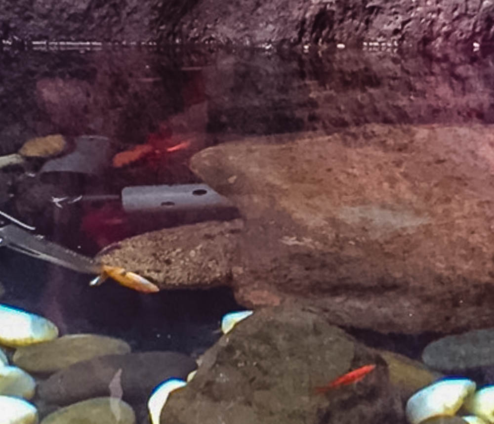 Japanese Salamander feeding on tilapia.