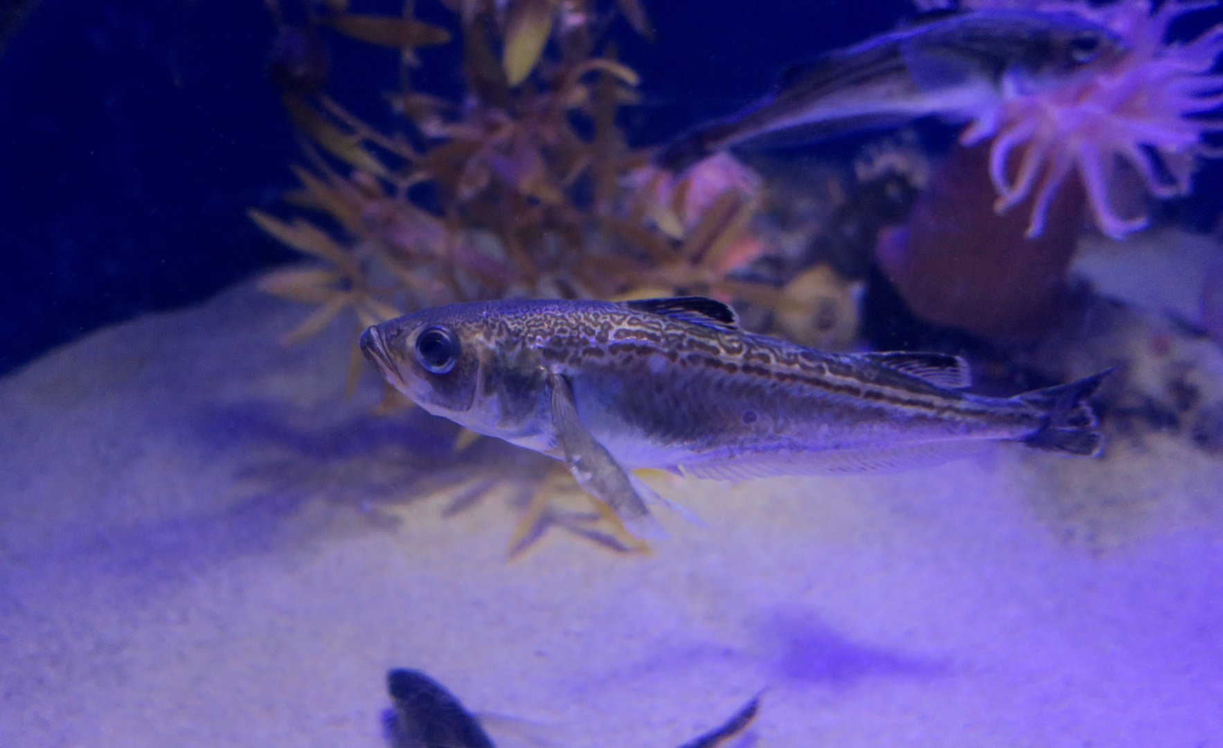 Japanese Sandfish (Arctoscopus japonicus)