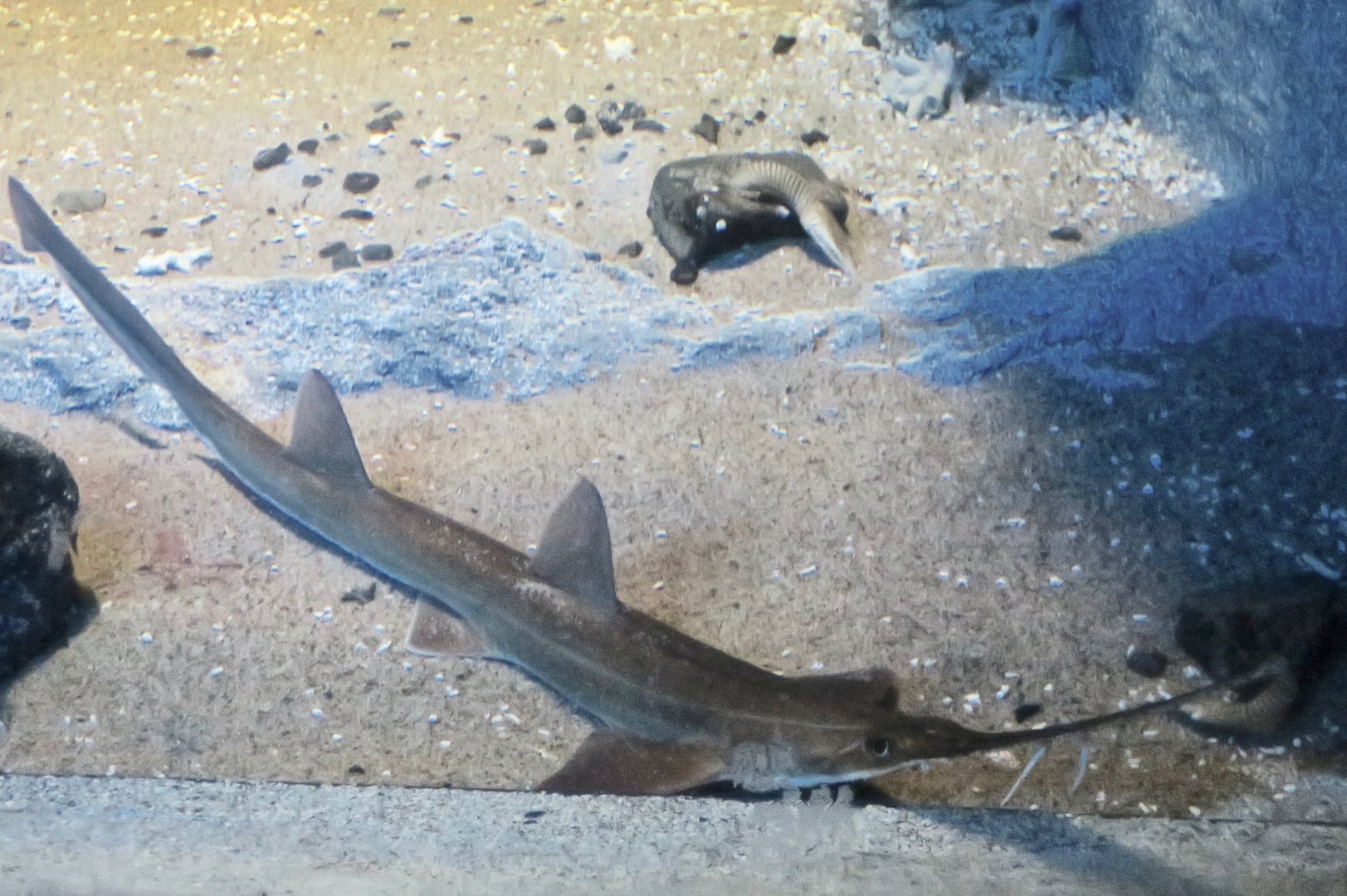 Japanese Saw Shark (Pristiophorus japonicus)