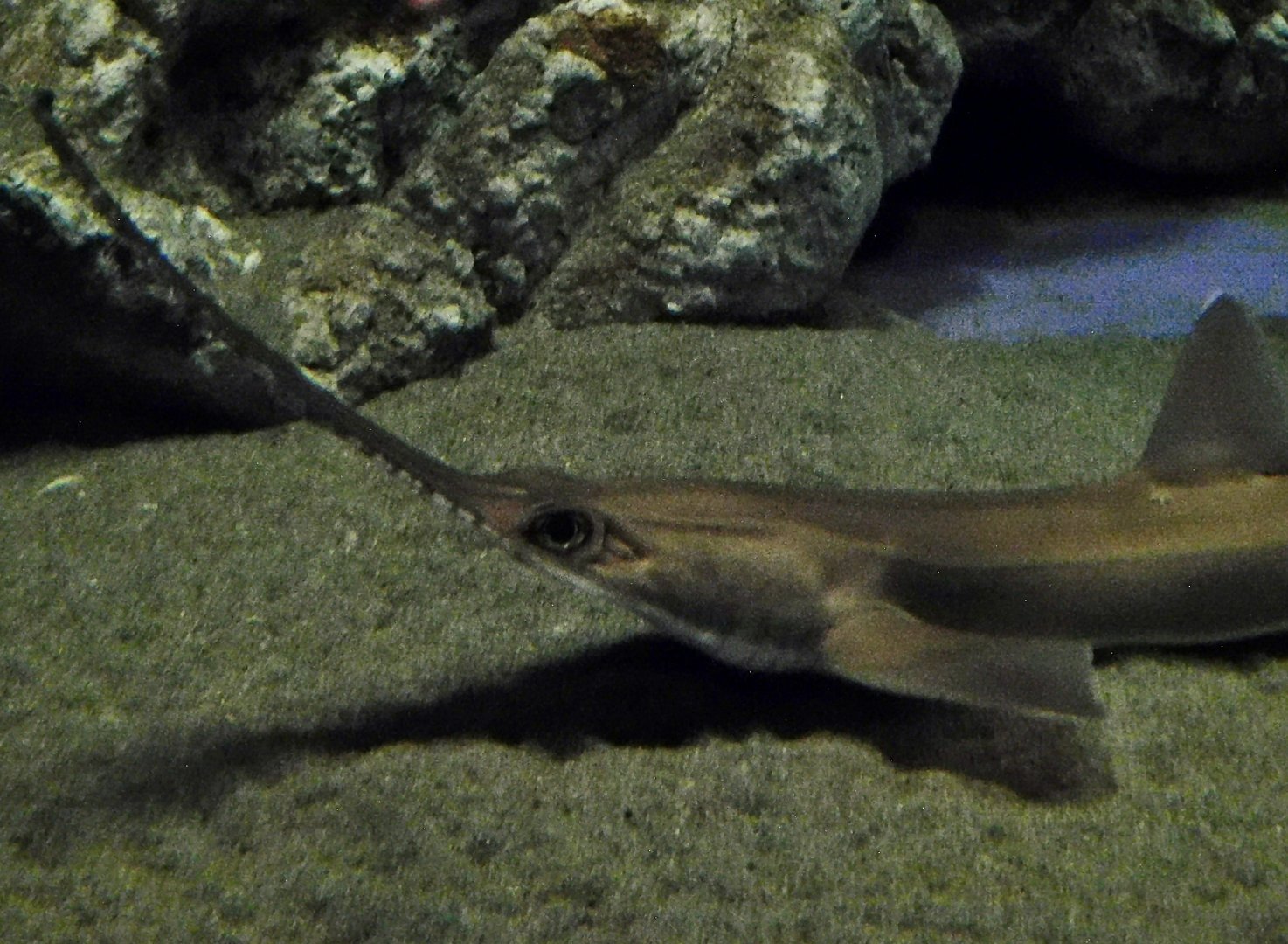 Japanese Sawshark (Pristiophorus japonicus) November 8, 2025