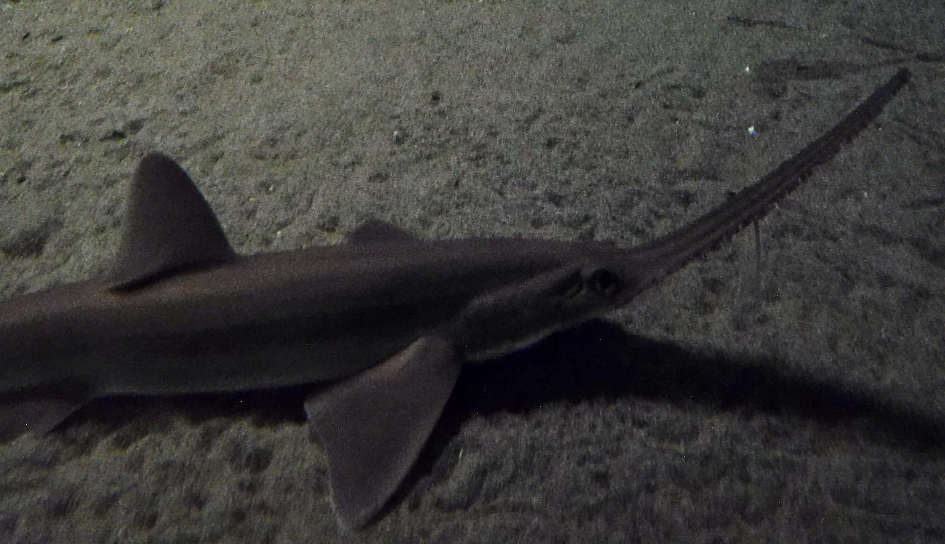 Japanese Sawshark (Pristiophorus japonicus) November 8, 2025