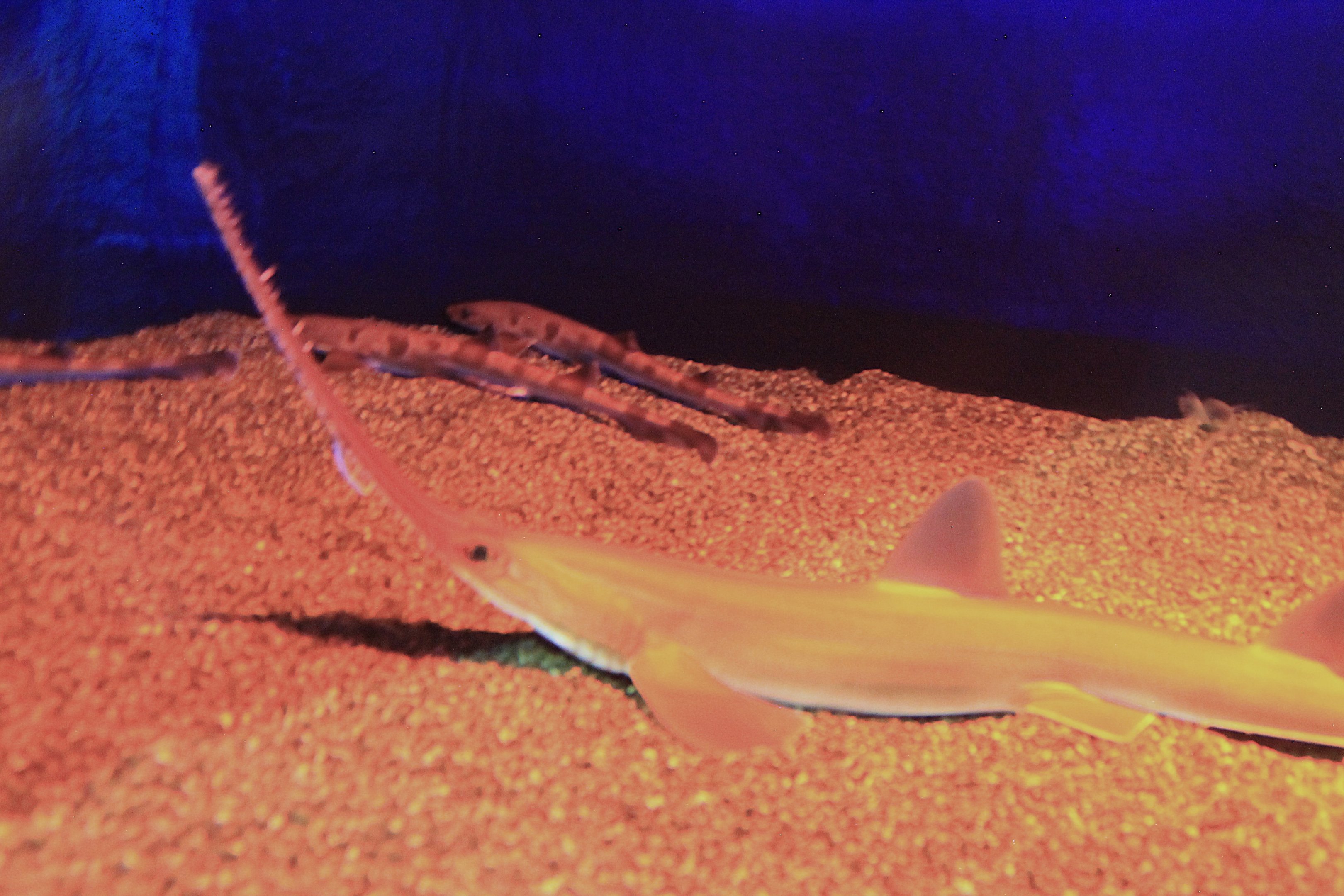 Japanese Sawshark (Pristiophorus japonicus)