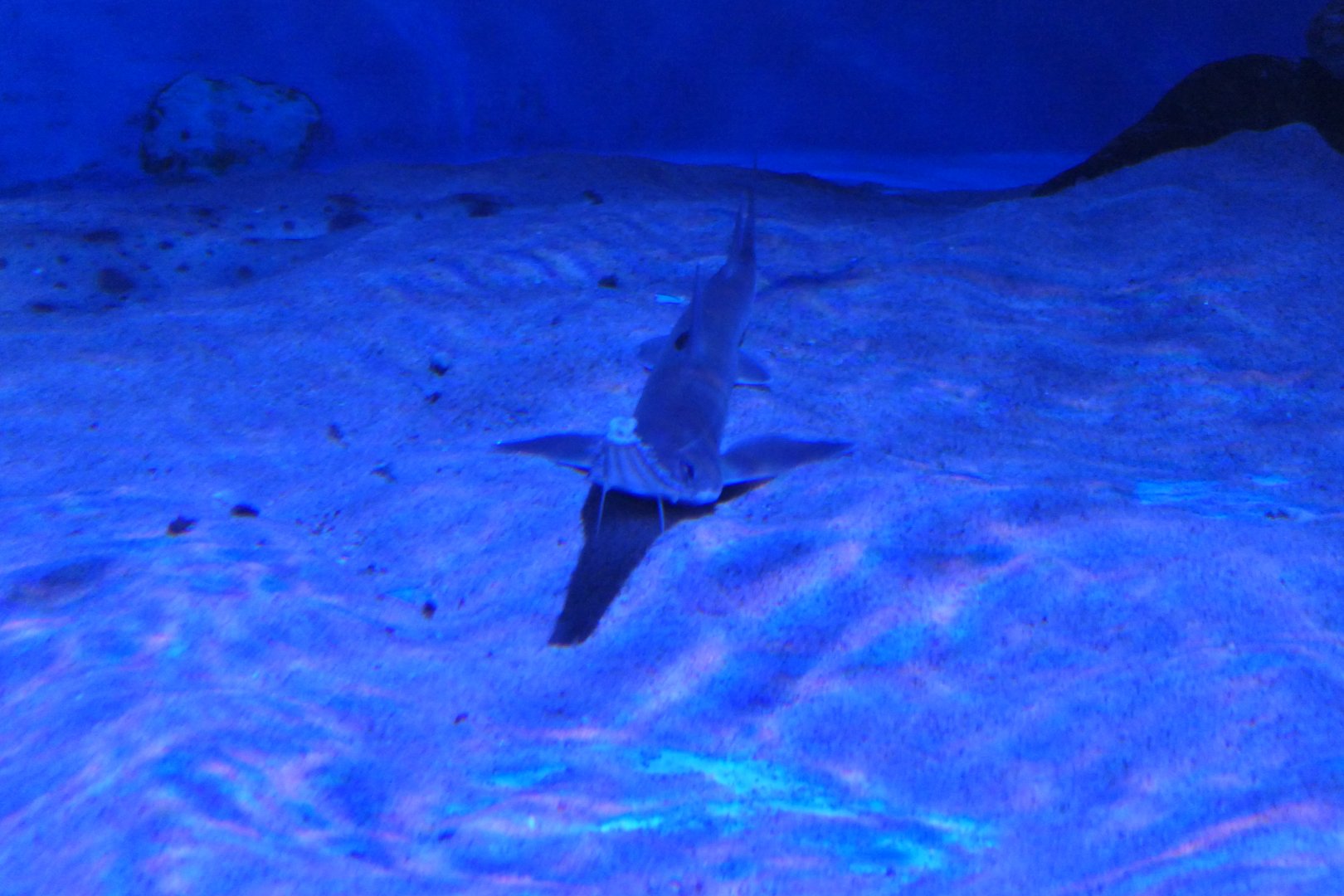 Japanese Sawshark (Pristiophorus japonicus)