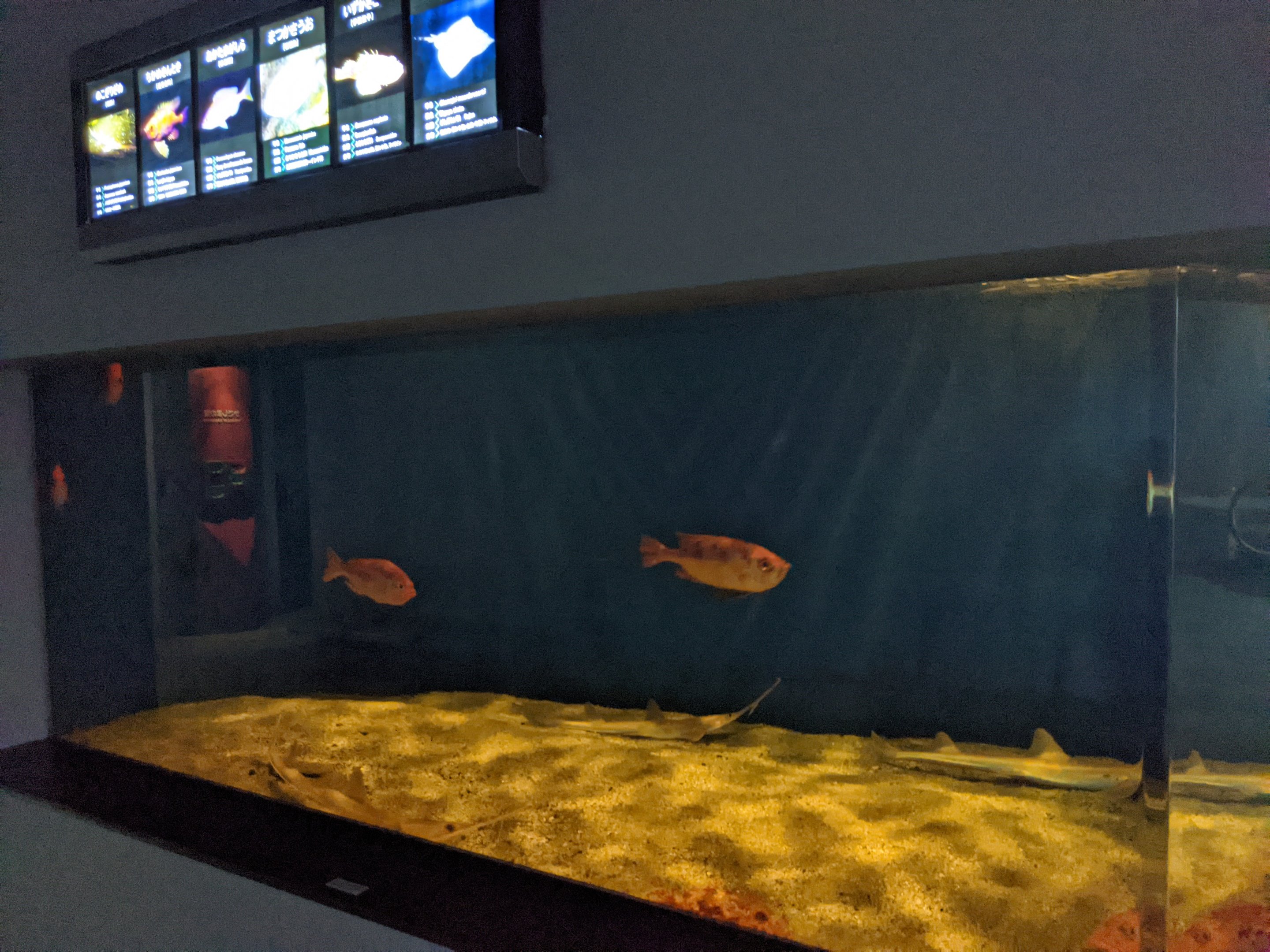 Japanese Sawshark tank