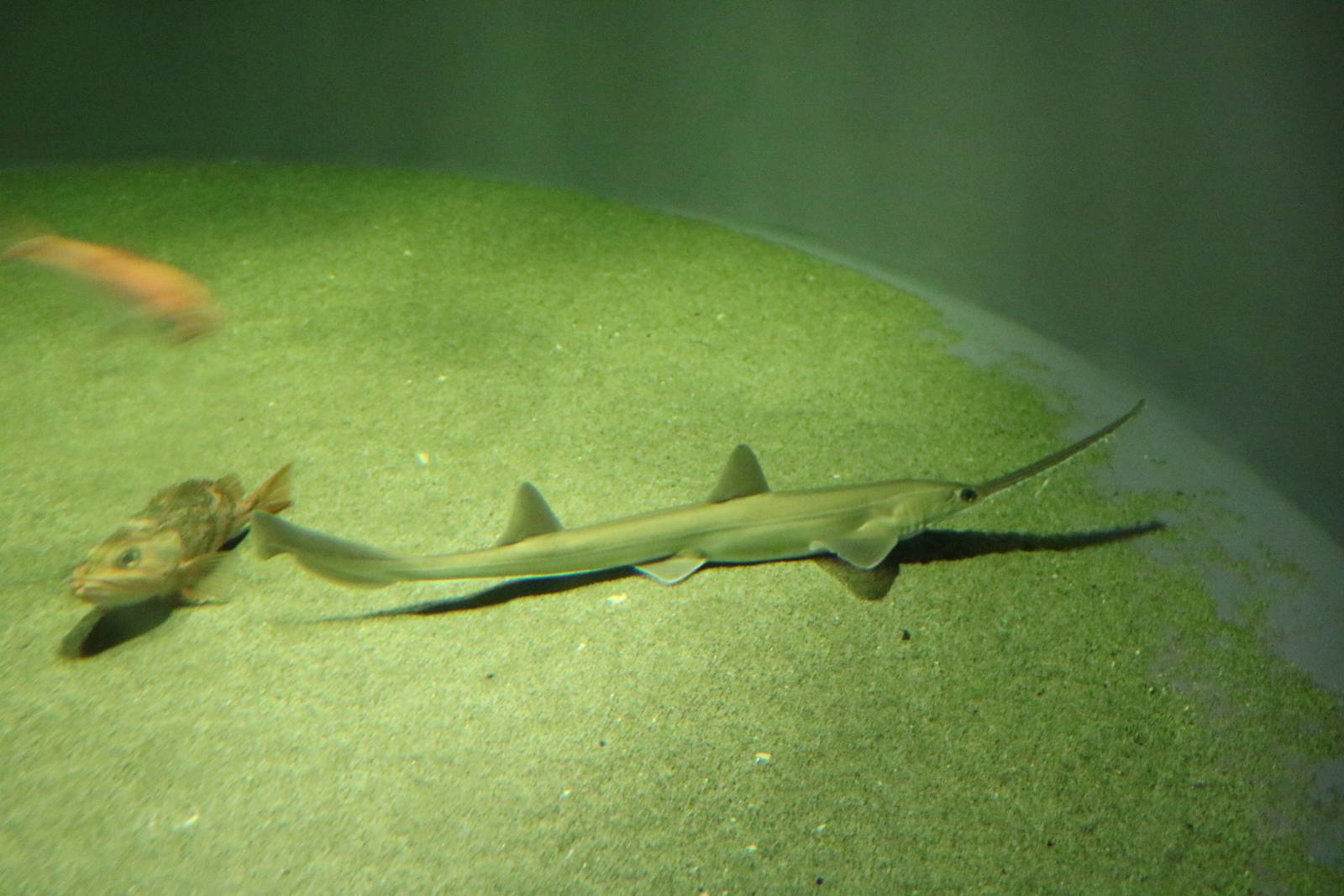 Japanese sawshark - Tokyo Sea Life Park, February 2016