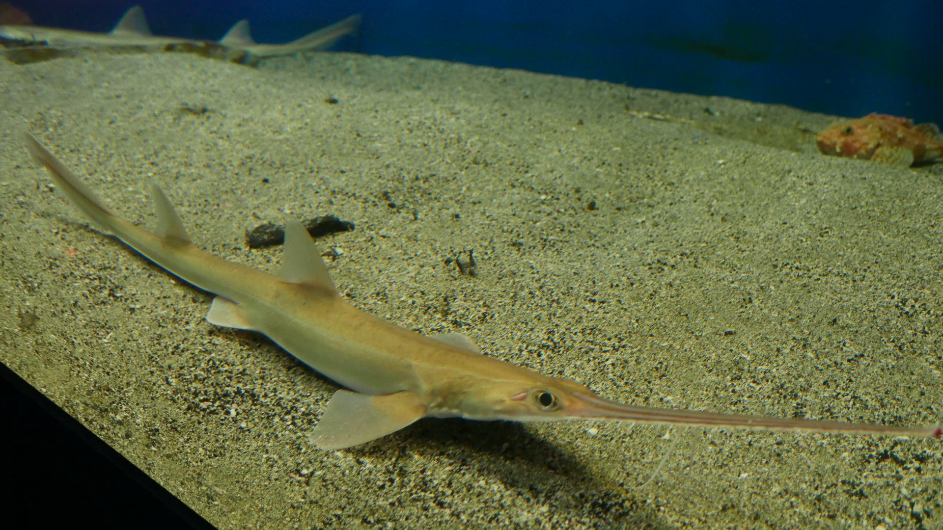Japanese Sawshark