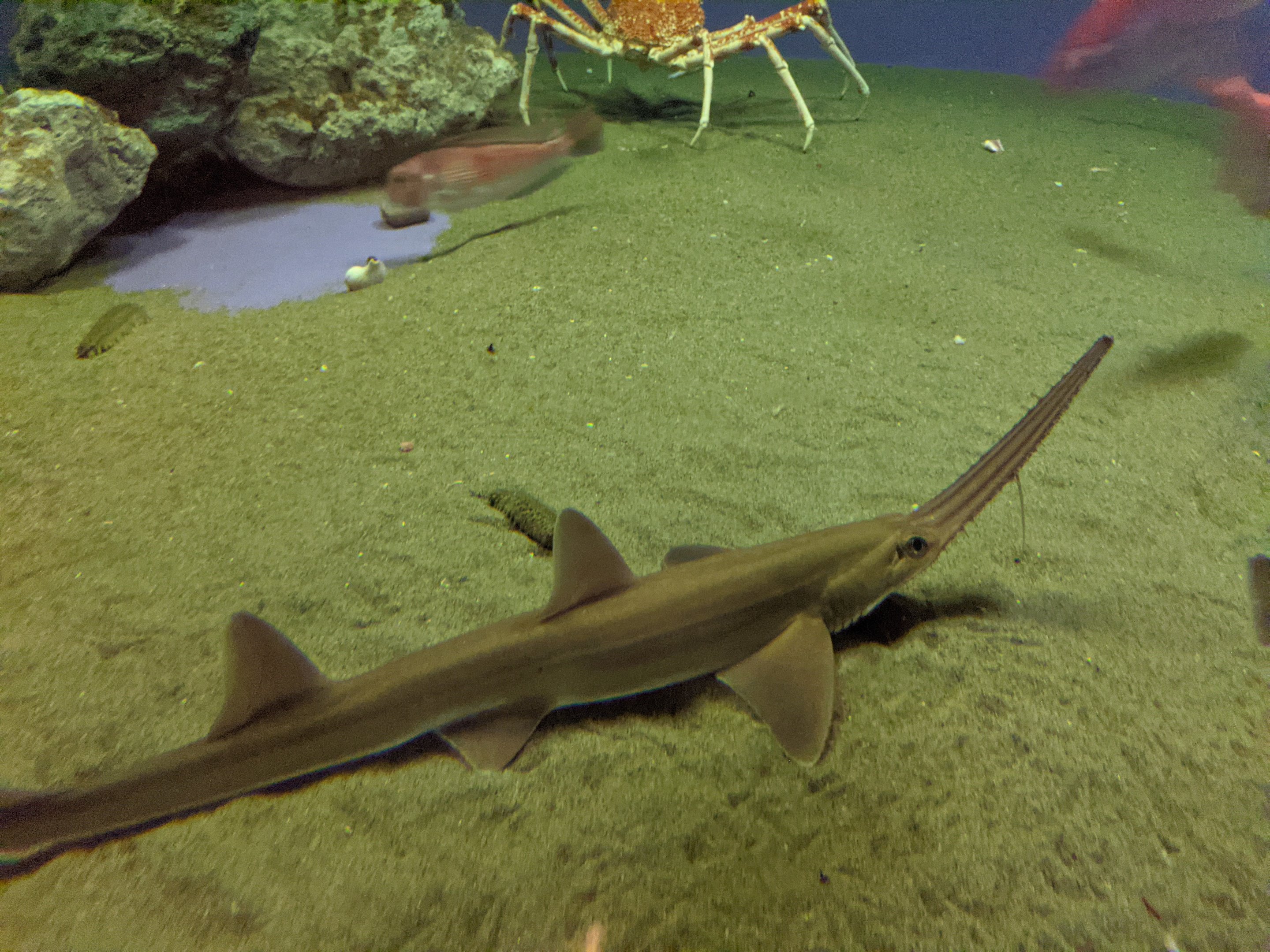 Japanese Sawshark