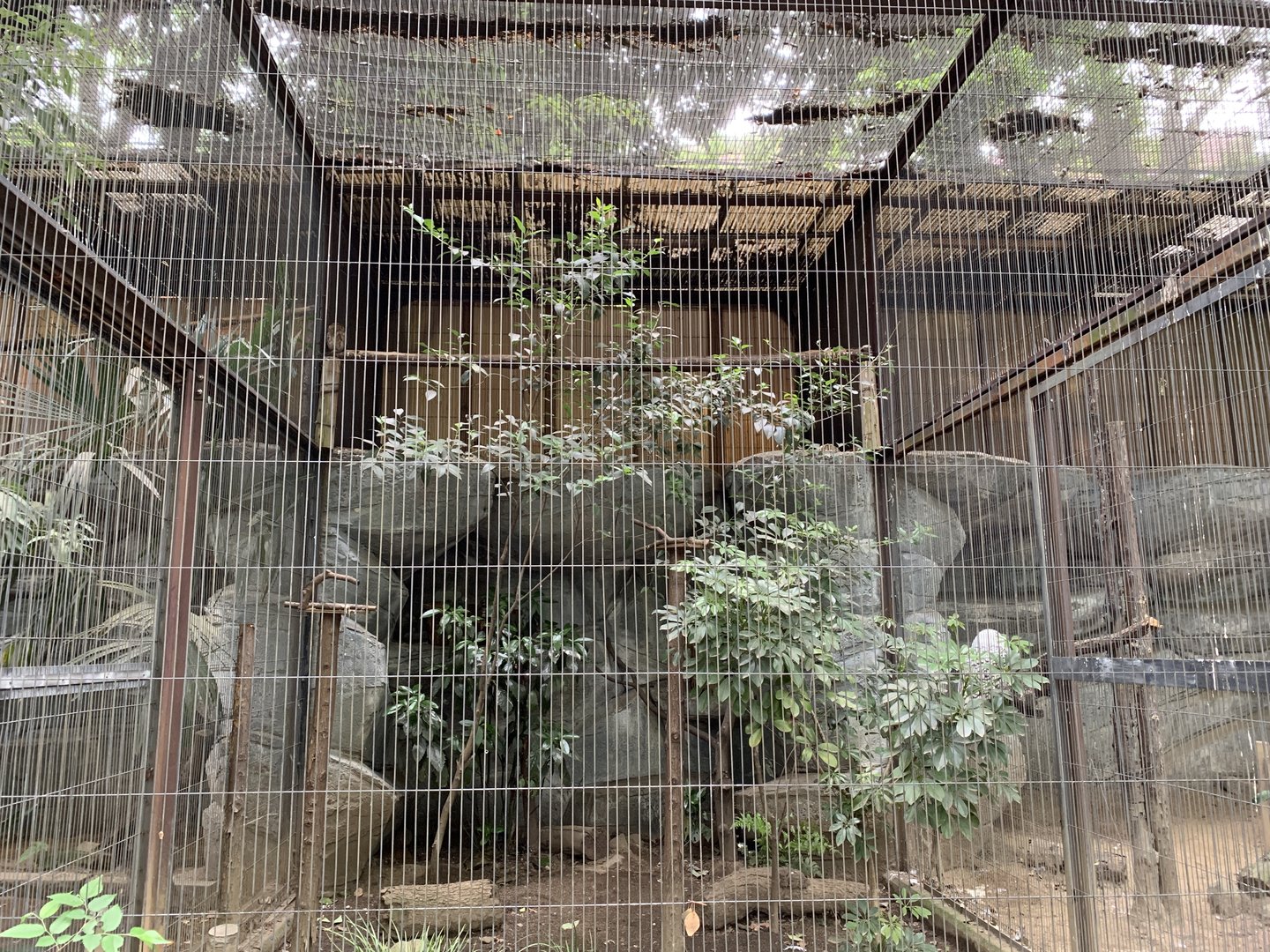 Japanese Scops-owl Aviary